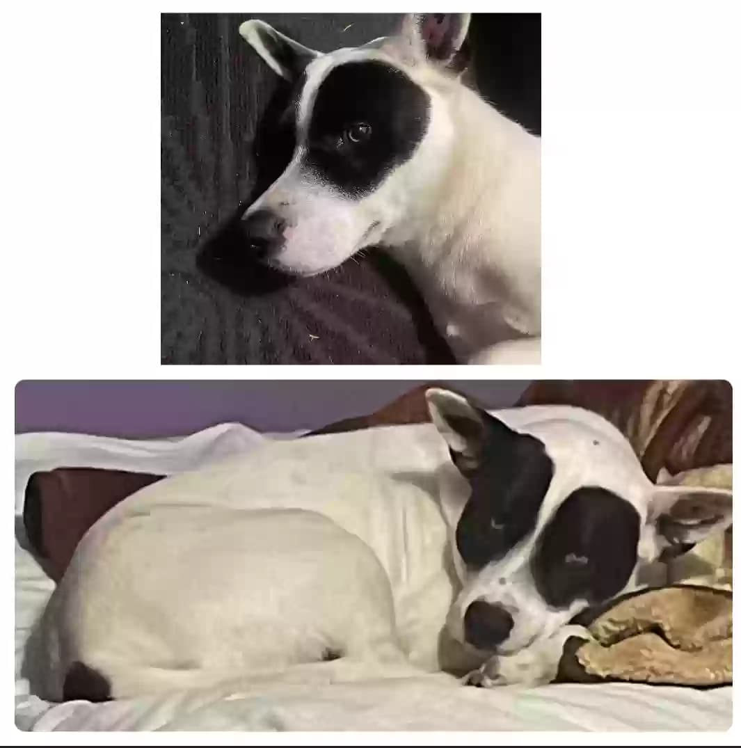 Zorro, back home in Georgia