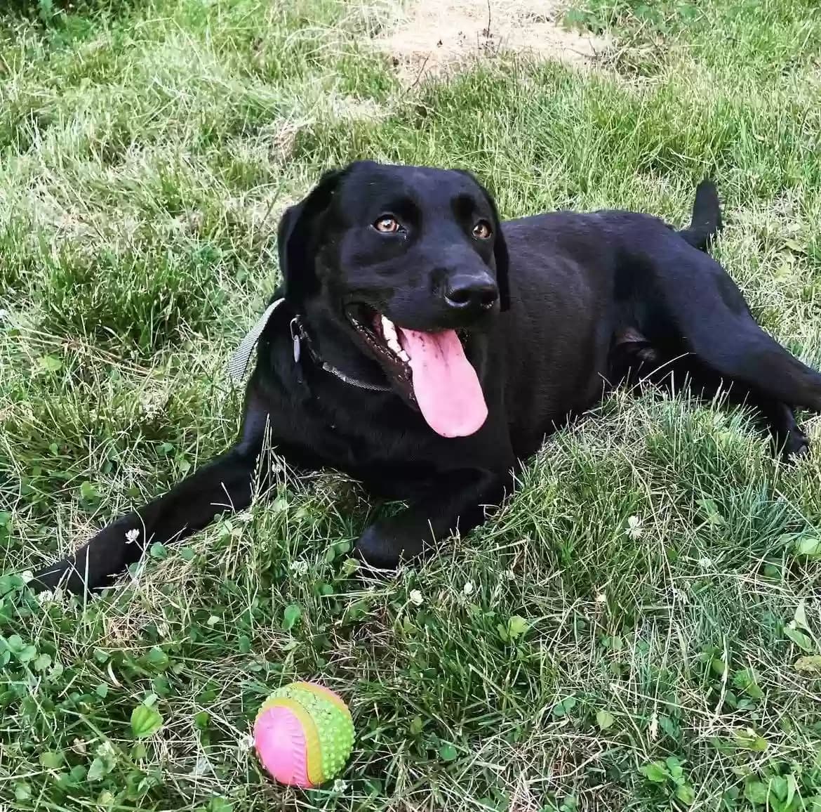 Rubiks (Rubie), back home in Illinois