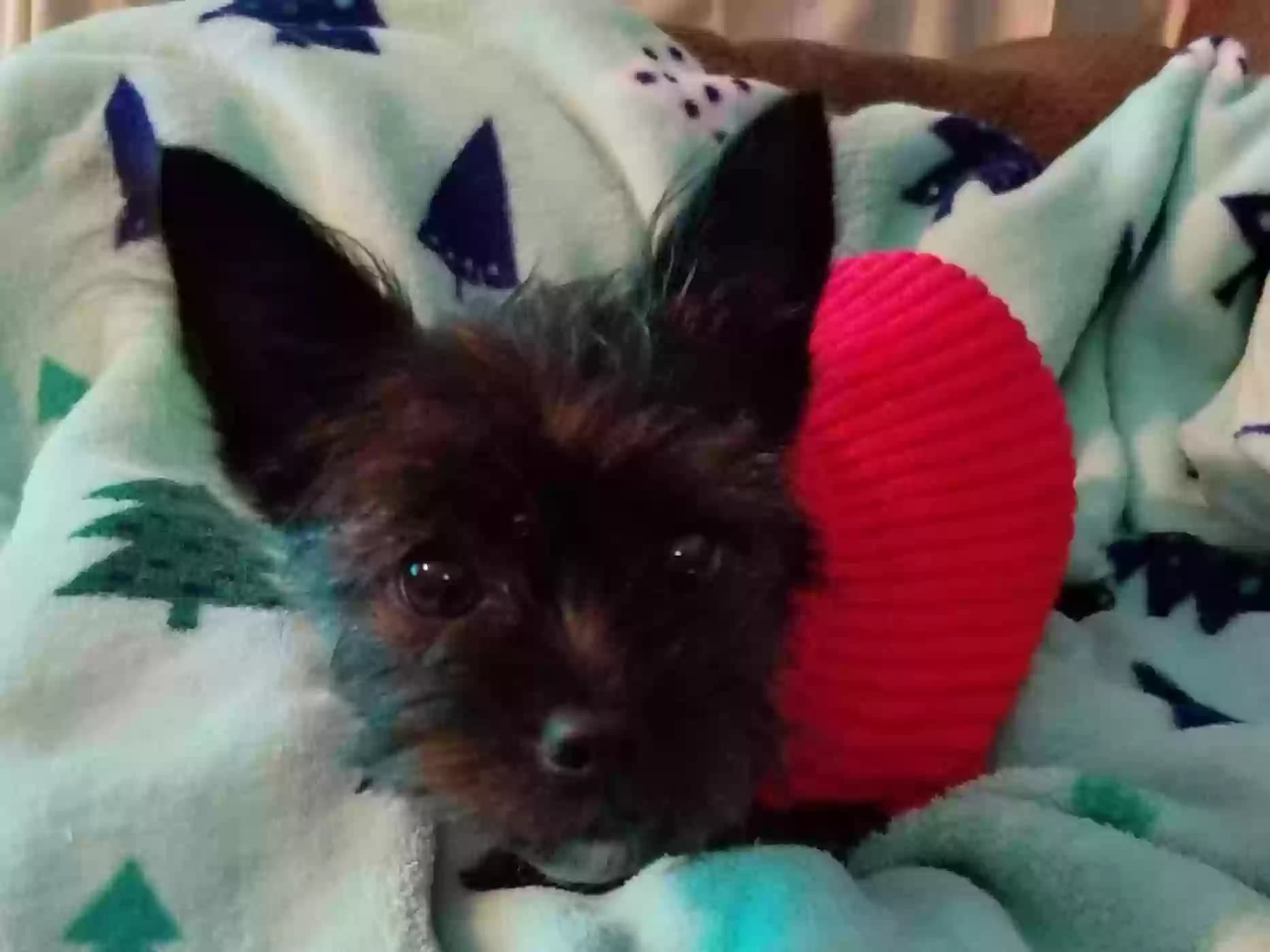 Muffin, back home in Oregon