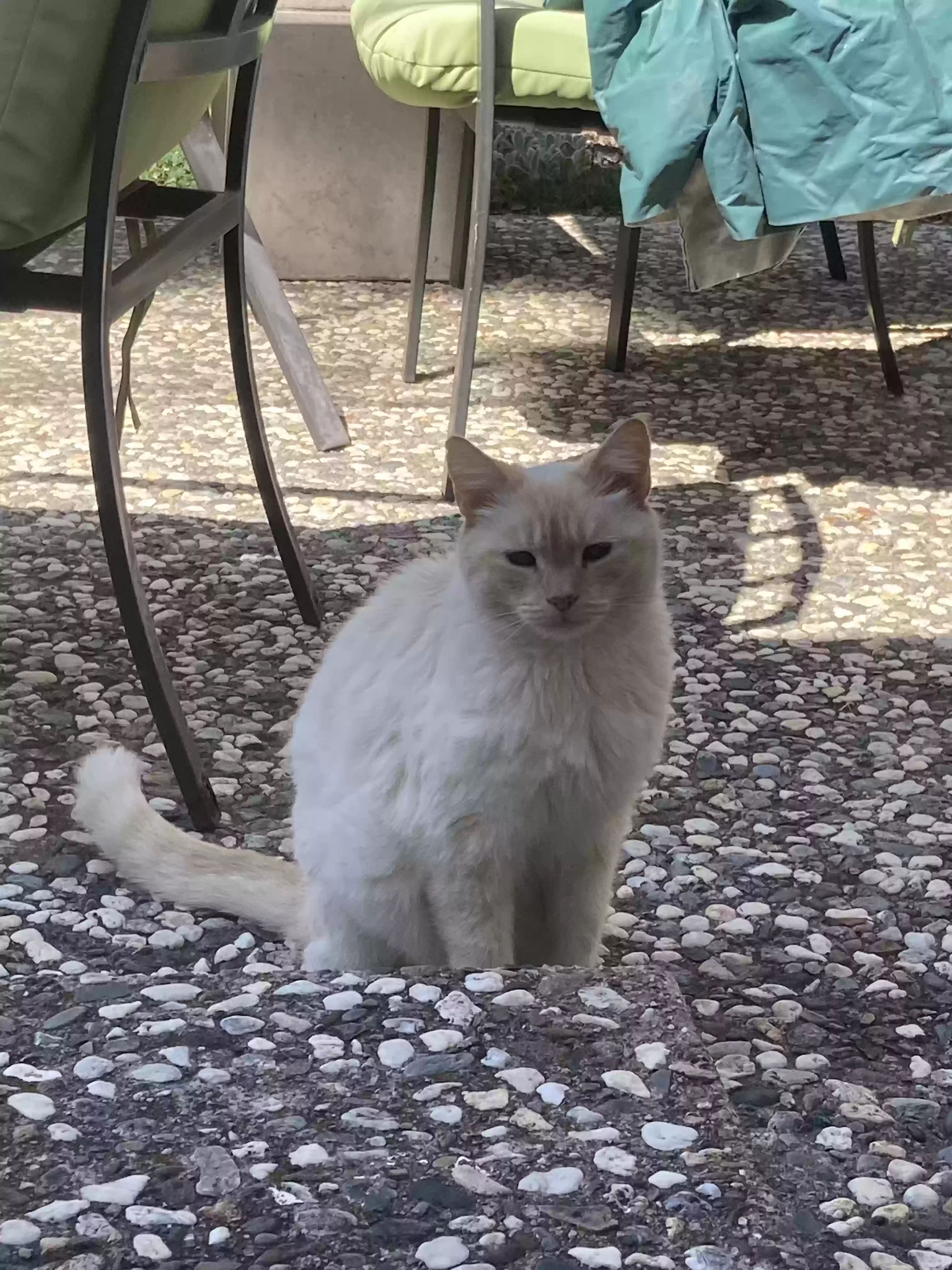 Lewis, back home in California