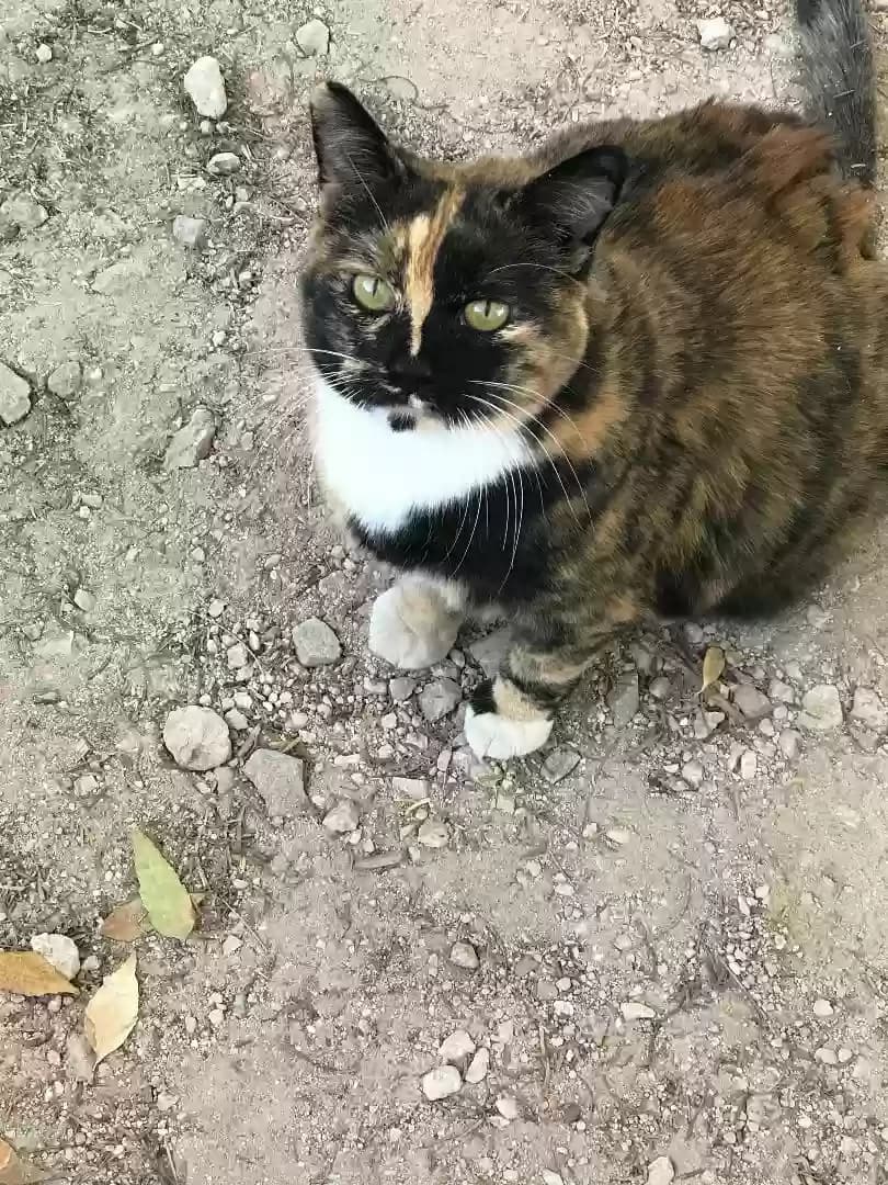 Alliey, back home in Nevada