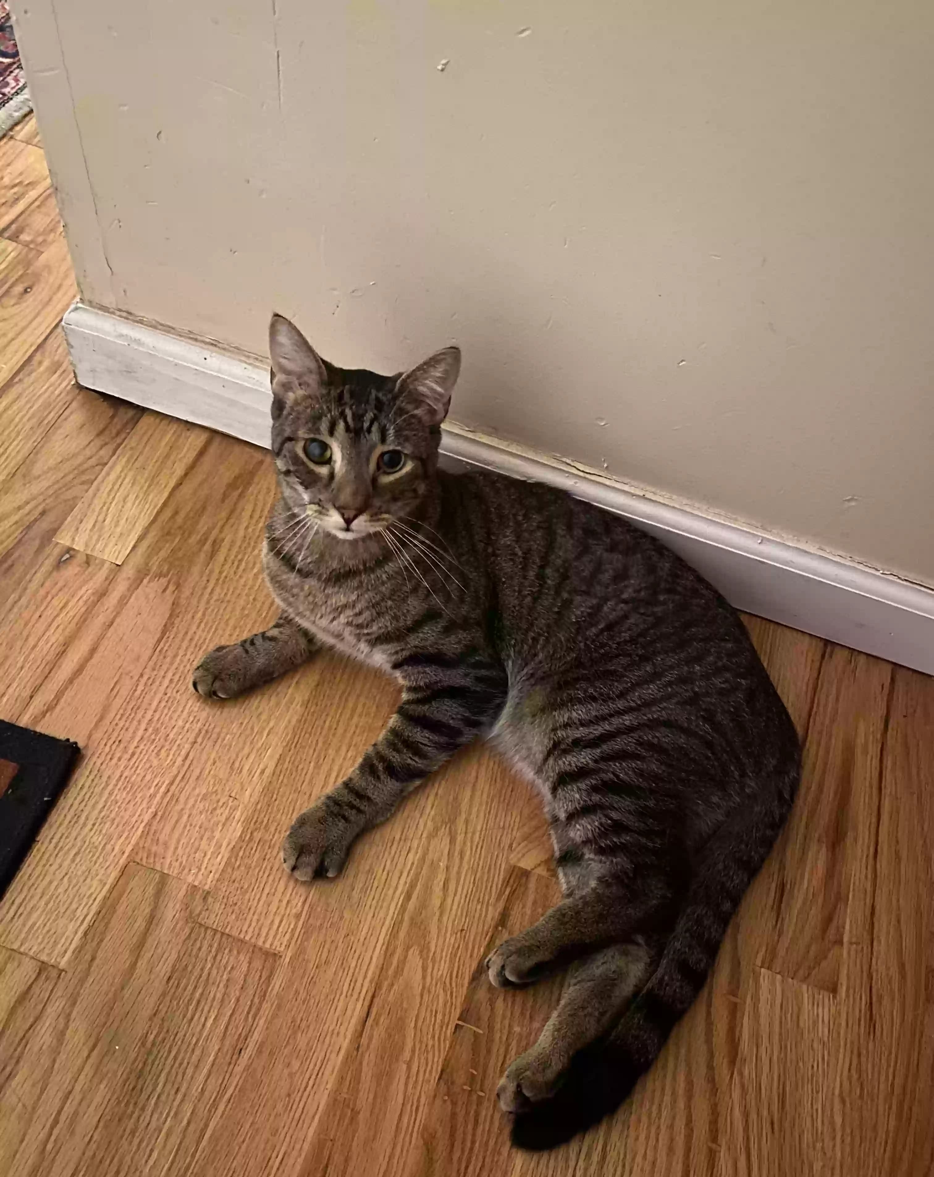 Bobo, back home in New York