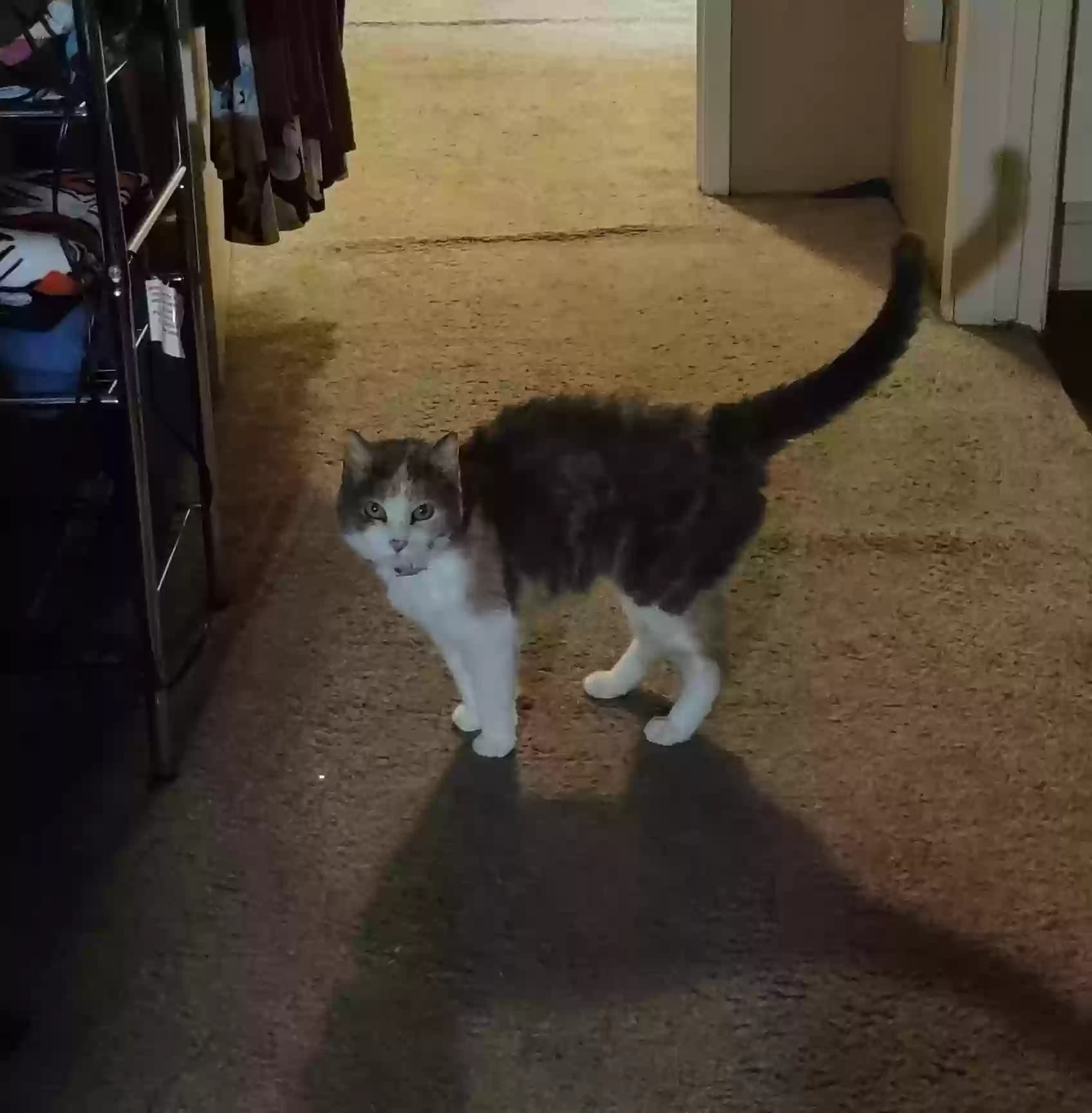 Arabella Kitty, back home in Idaho