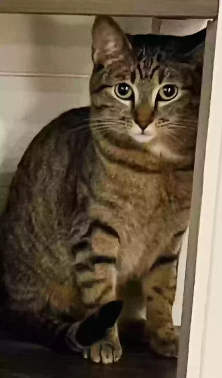 Tinkerbell, back home in Washington