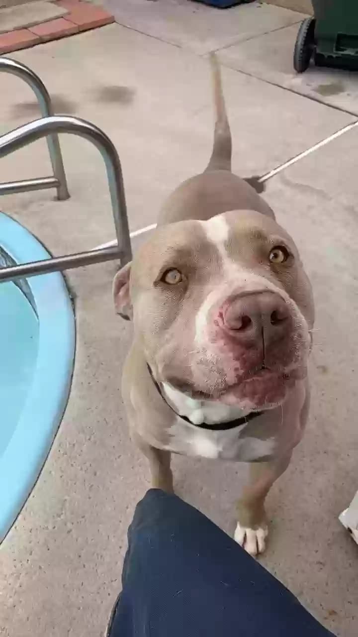 Brutus, back home in California