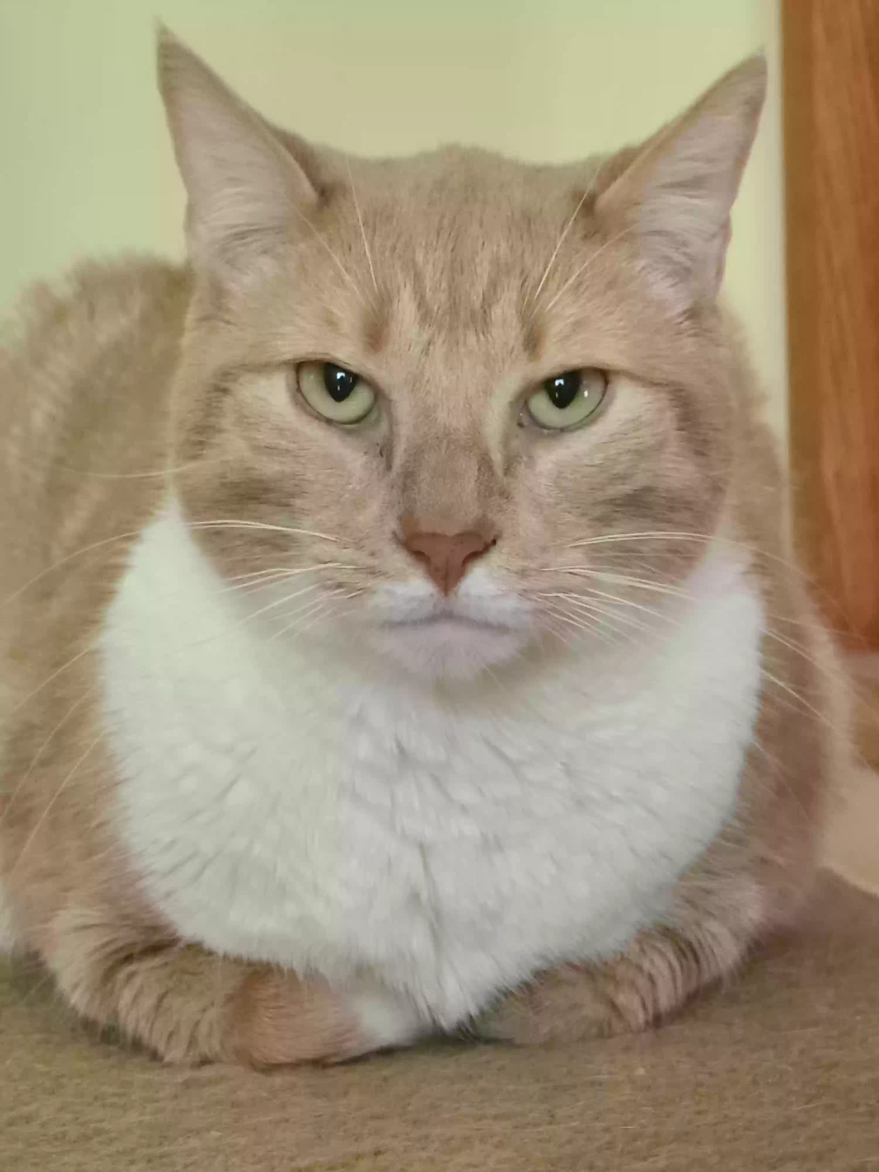 Potato, back home in New Jersey