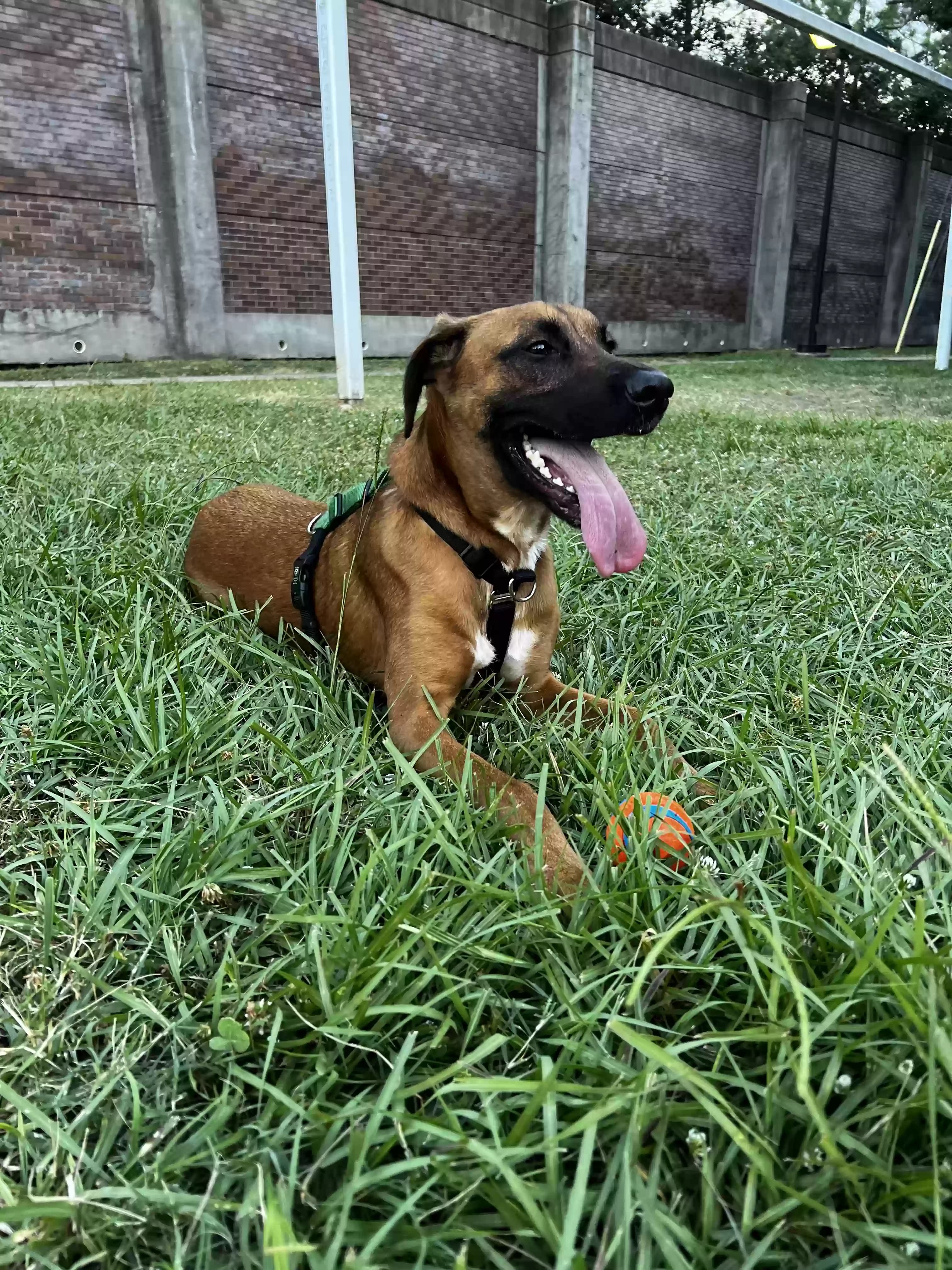 Otto, back home in Texas
