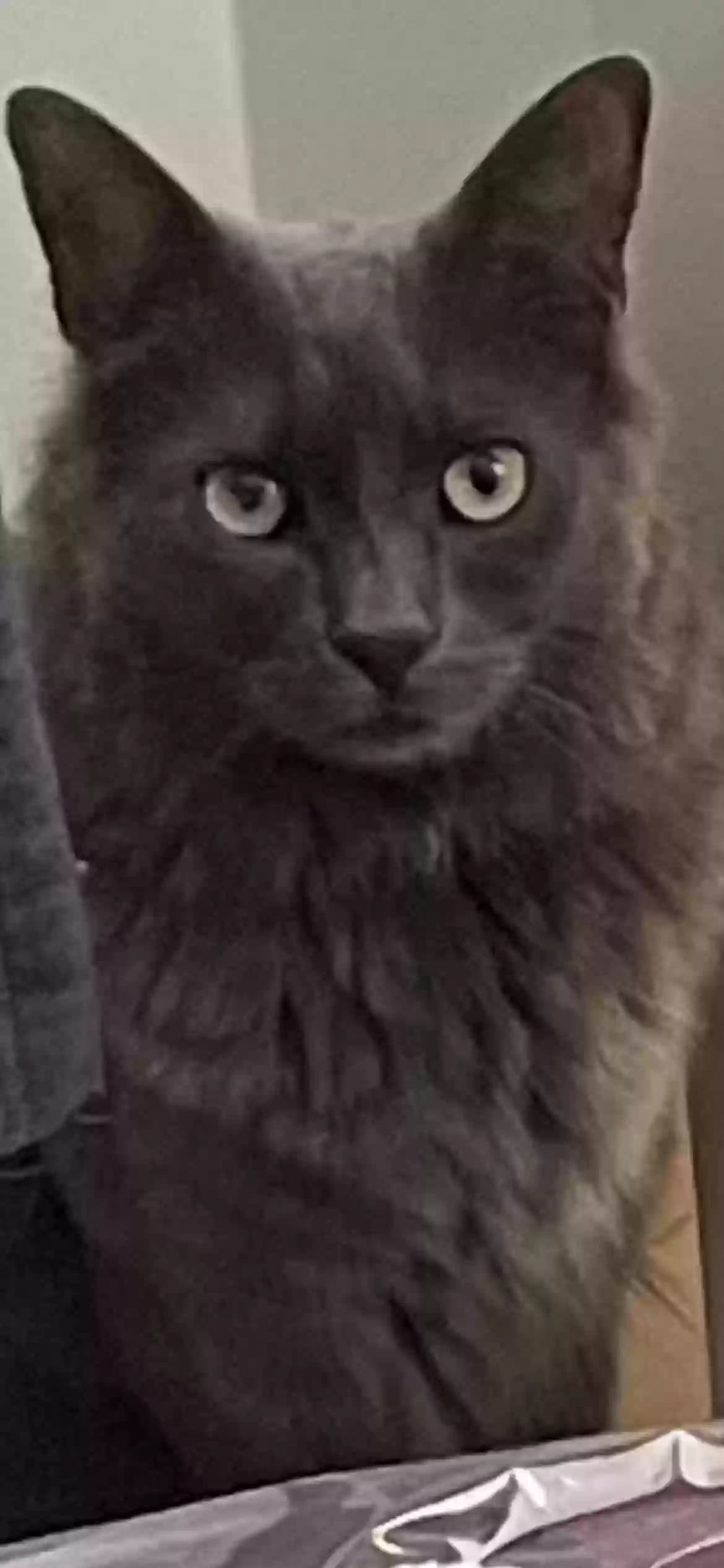 Meatball, back home in California