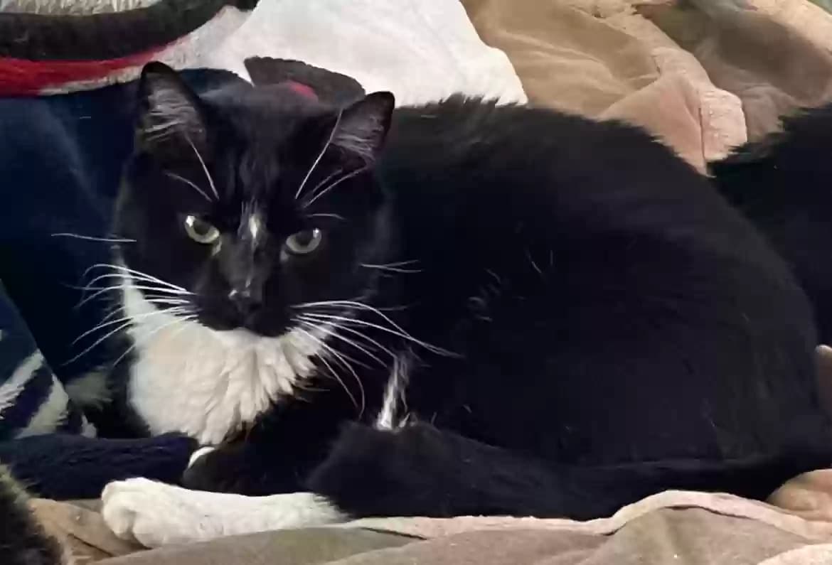 Socks, back home in New Jersey