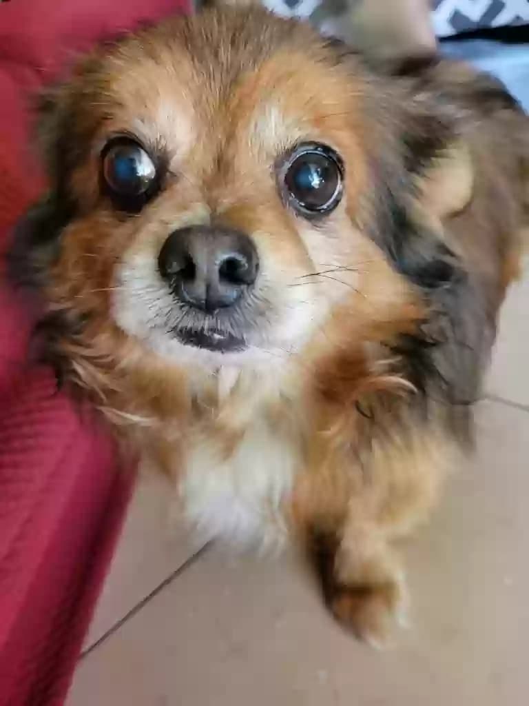 Brownie, back home in California