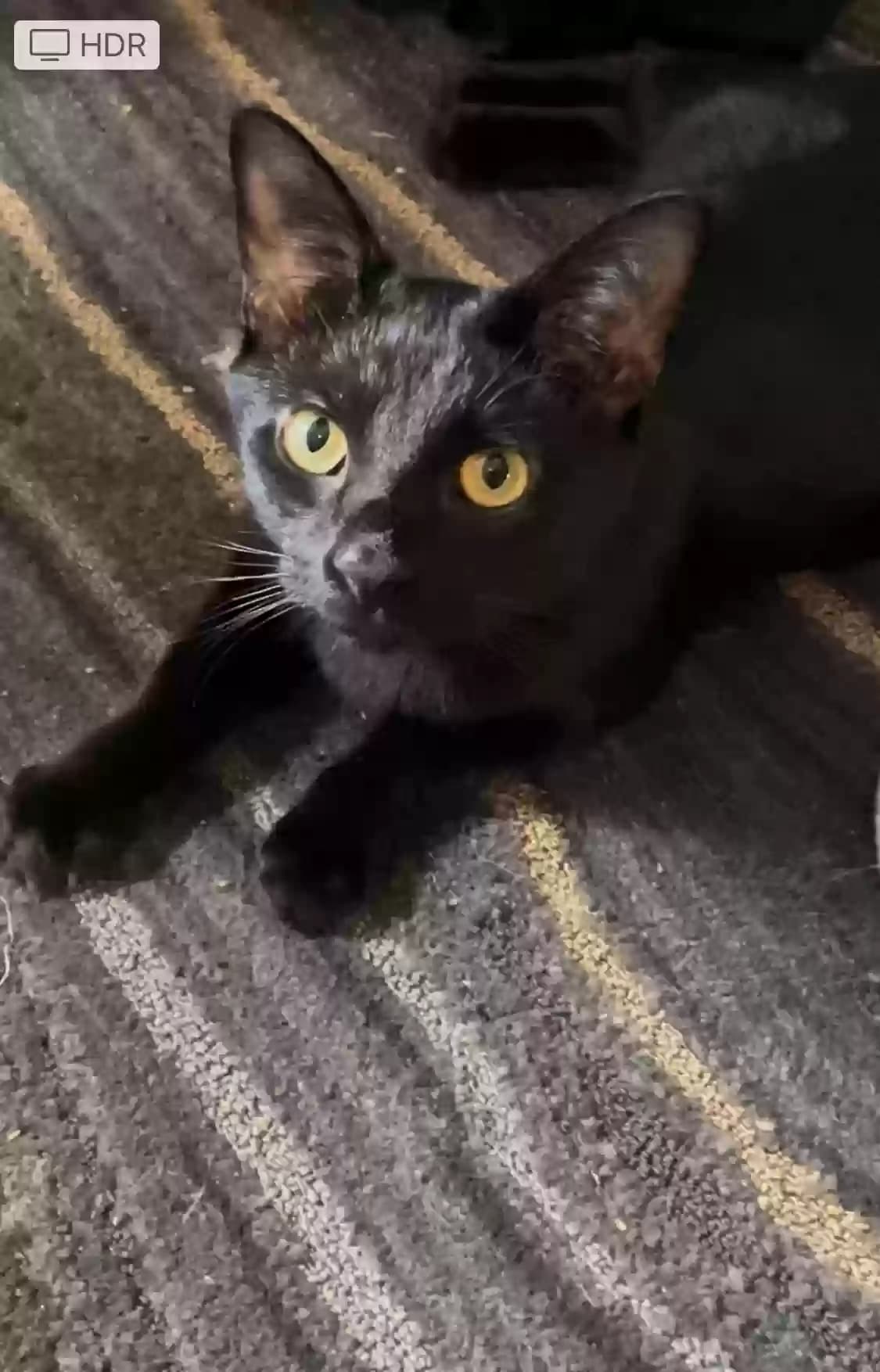 Dahlia - Gigi, back home in Kentucky