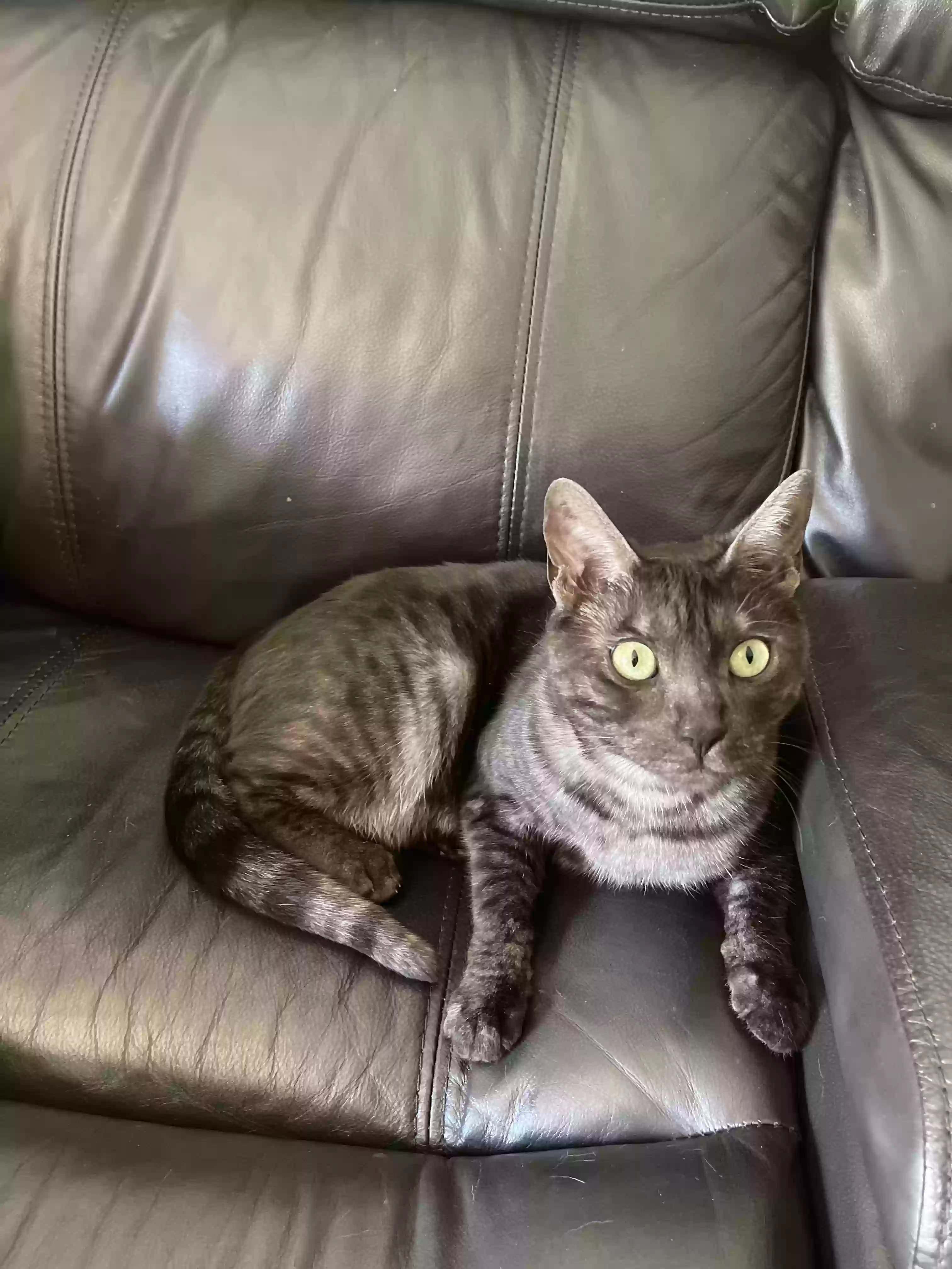 Rajah, back home in Minnesota