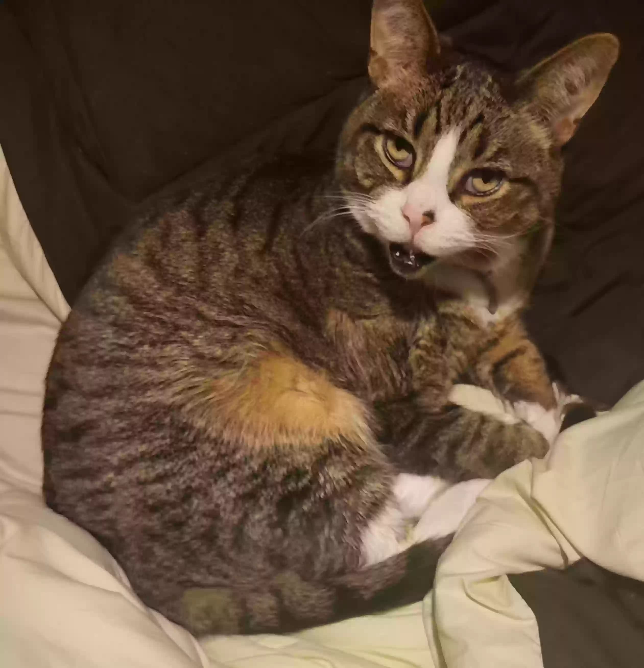 Mugsy, back home in Wisconsin