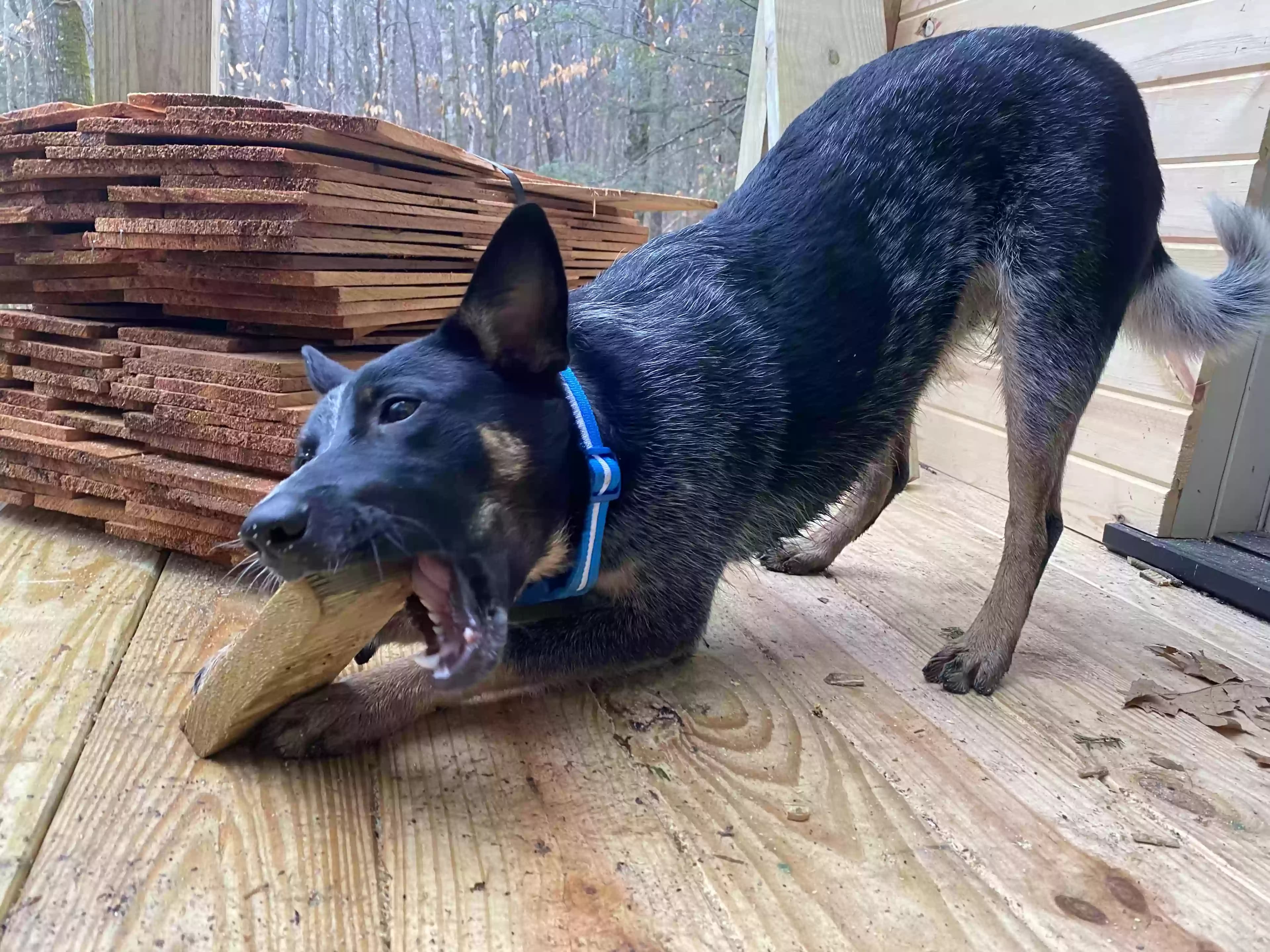 Koda, back home in Virginia