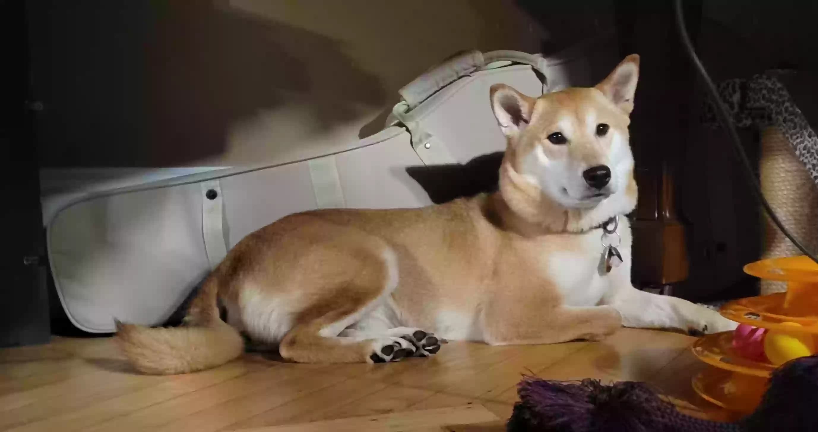 Yuki, back home in Vermont