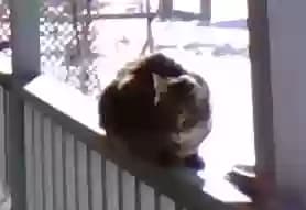 mittekit/kat, back home in Arkansas