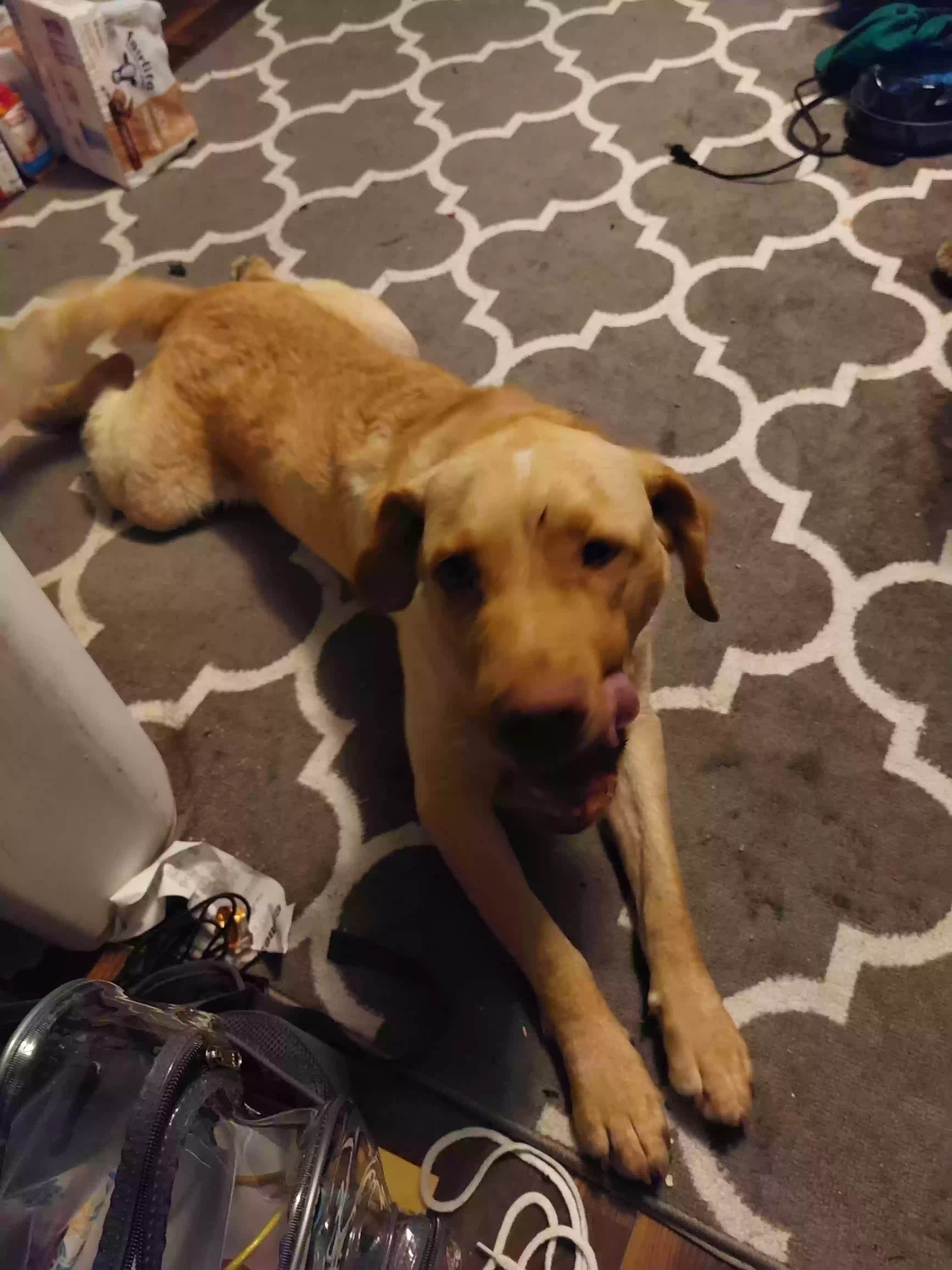 Ody, back home in Oklahoma