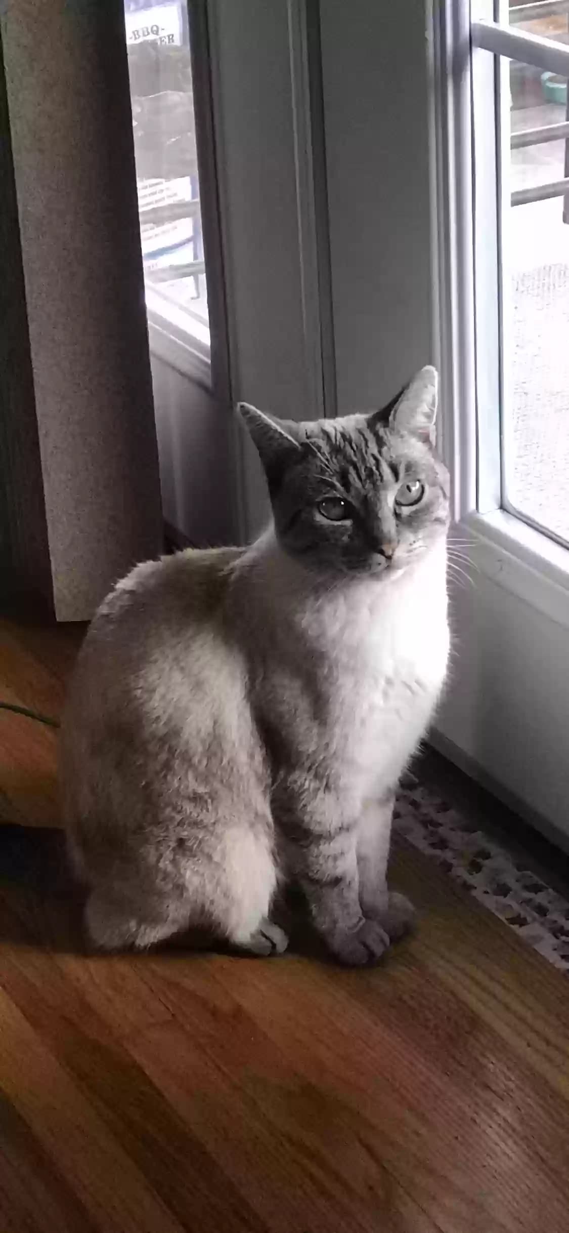 Marshmallow, back home in California