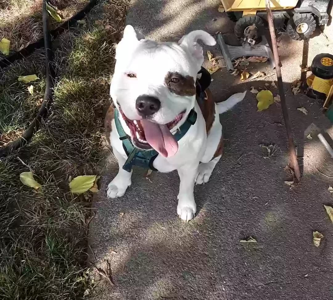 Drillbit, back home in Washington
