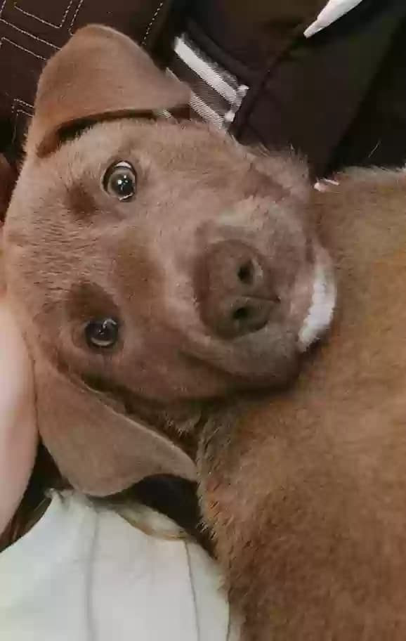 Bear, back home in Oklahoma