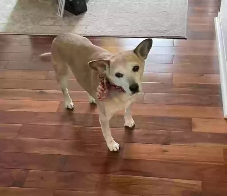Kobi, back home in Michigan