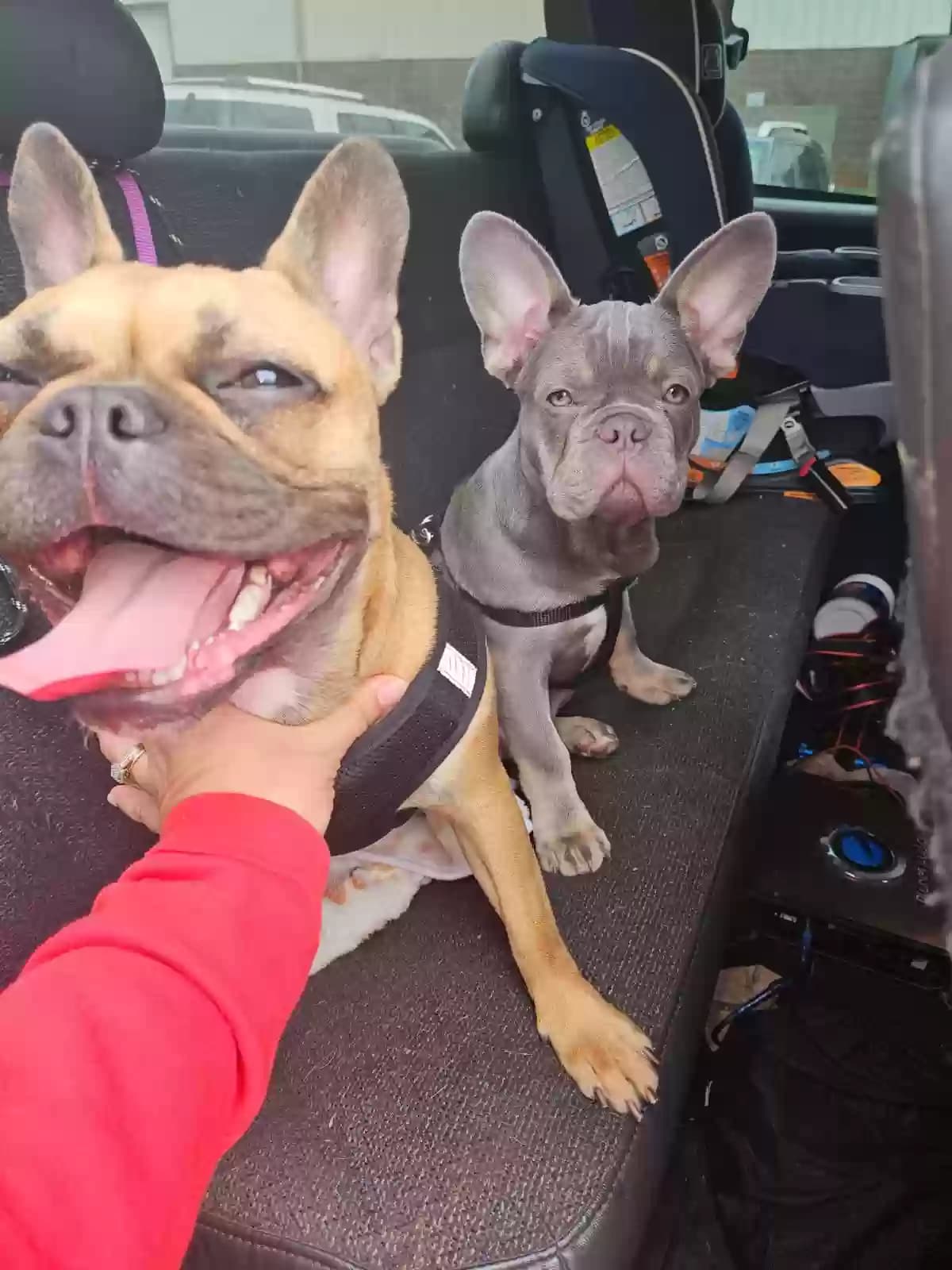 Bailey & Buster, back home in Virginia