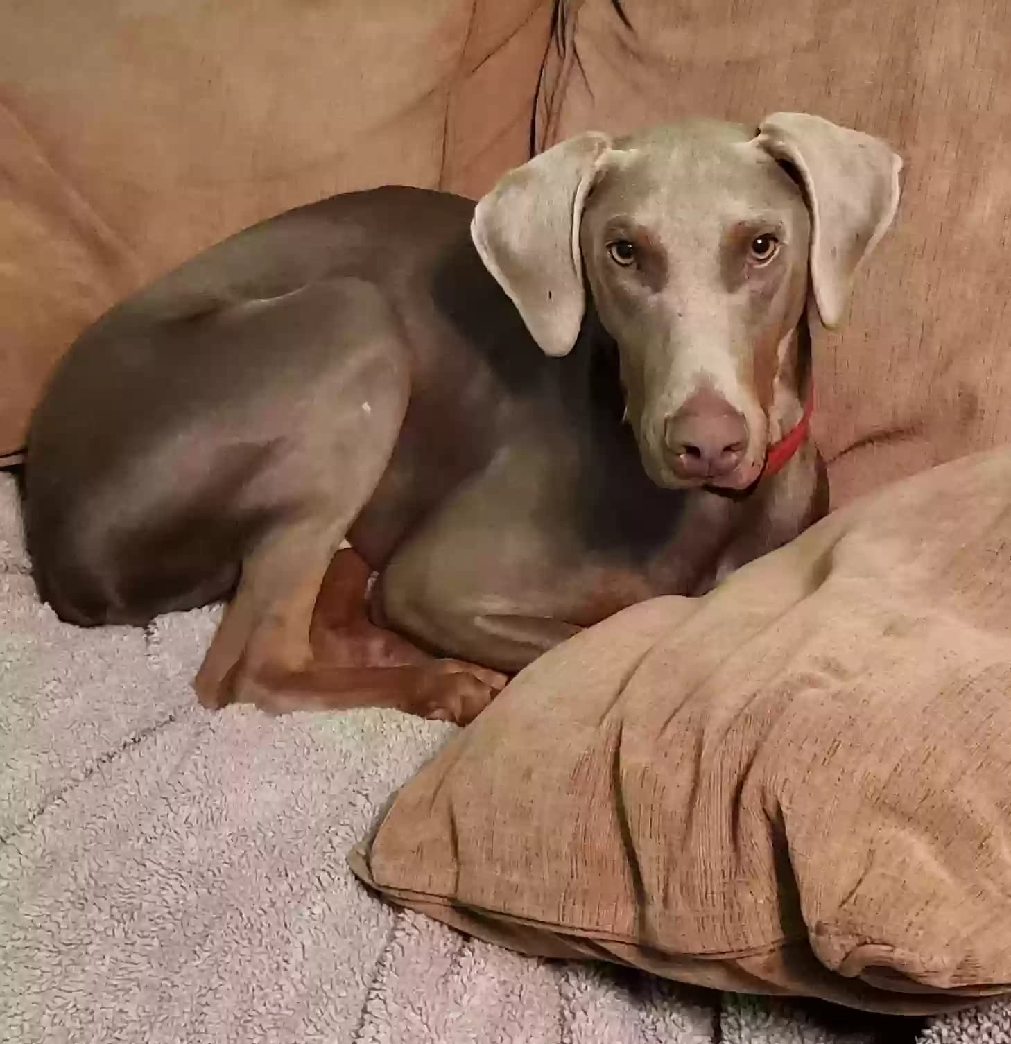 Monty, back home in Illinois