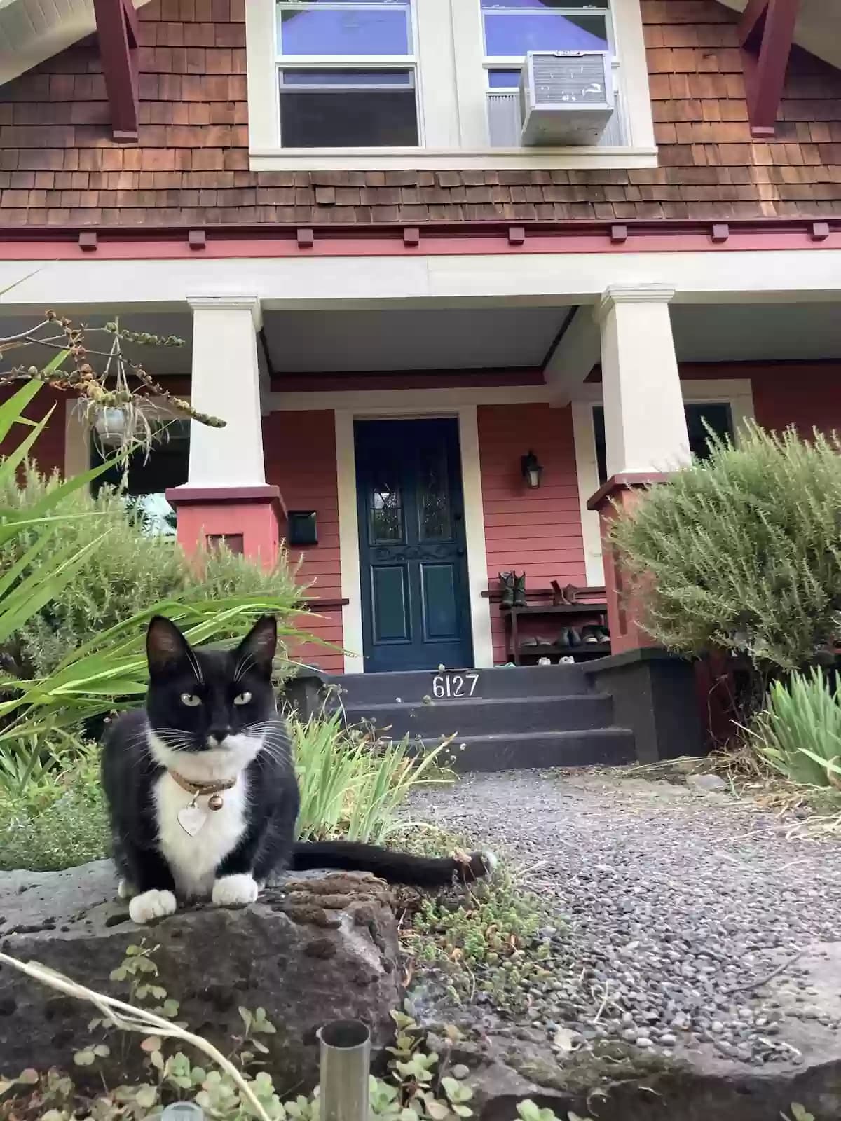 Poncho, back home in Oregon