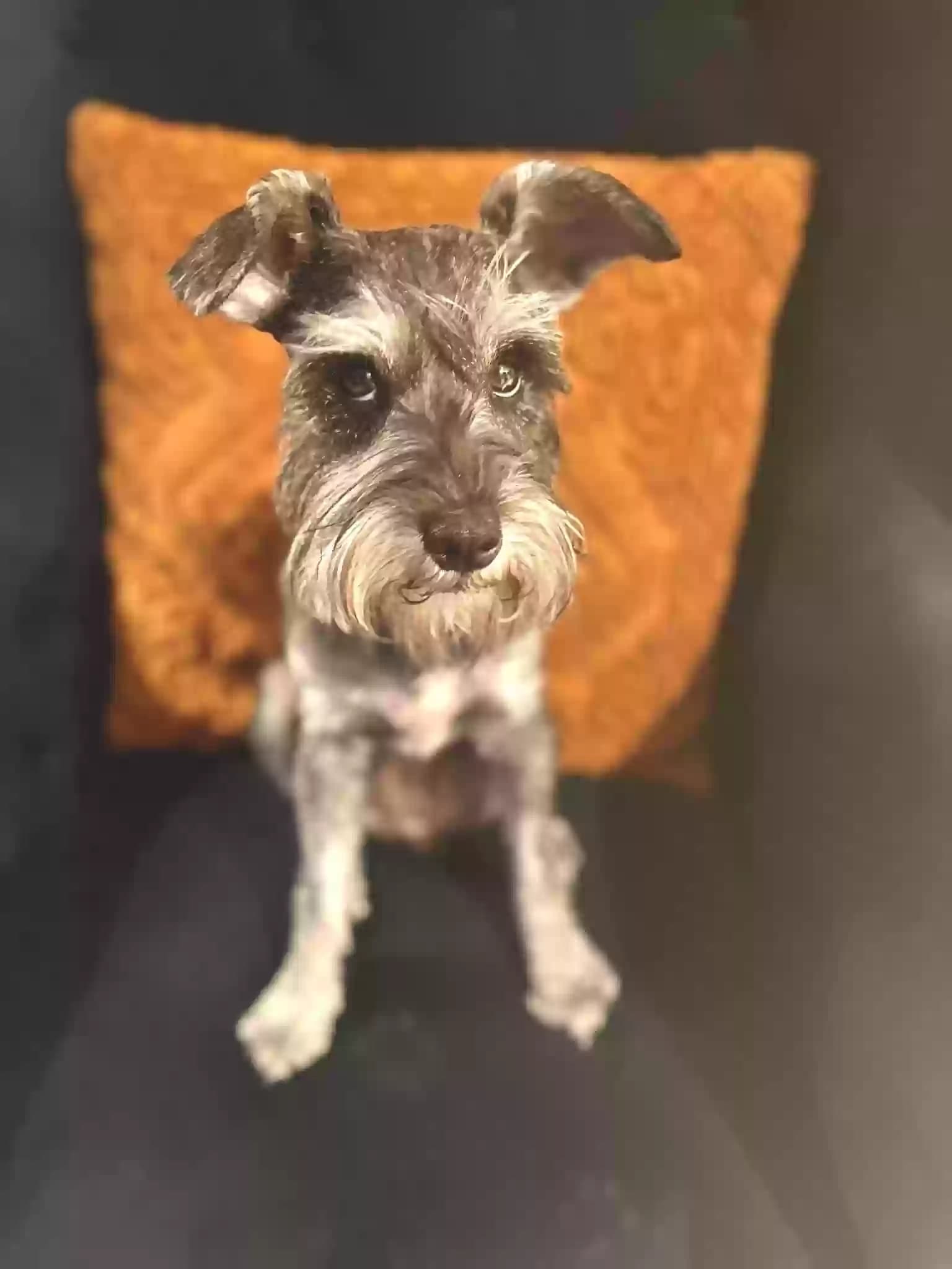 Olive, back home in Texas