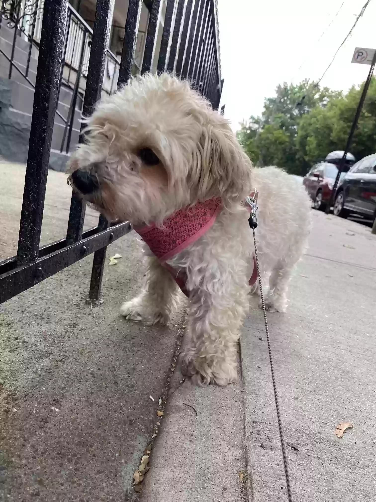 Casey, back home in New York