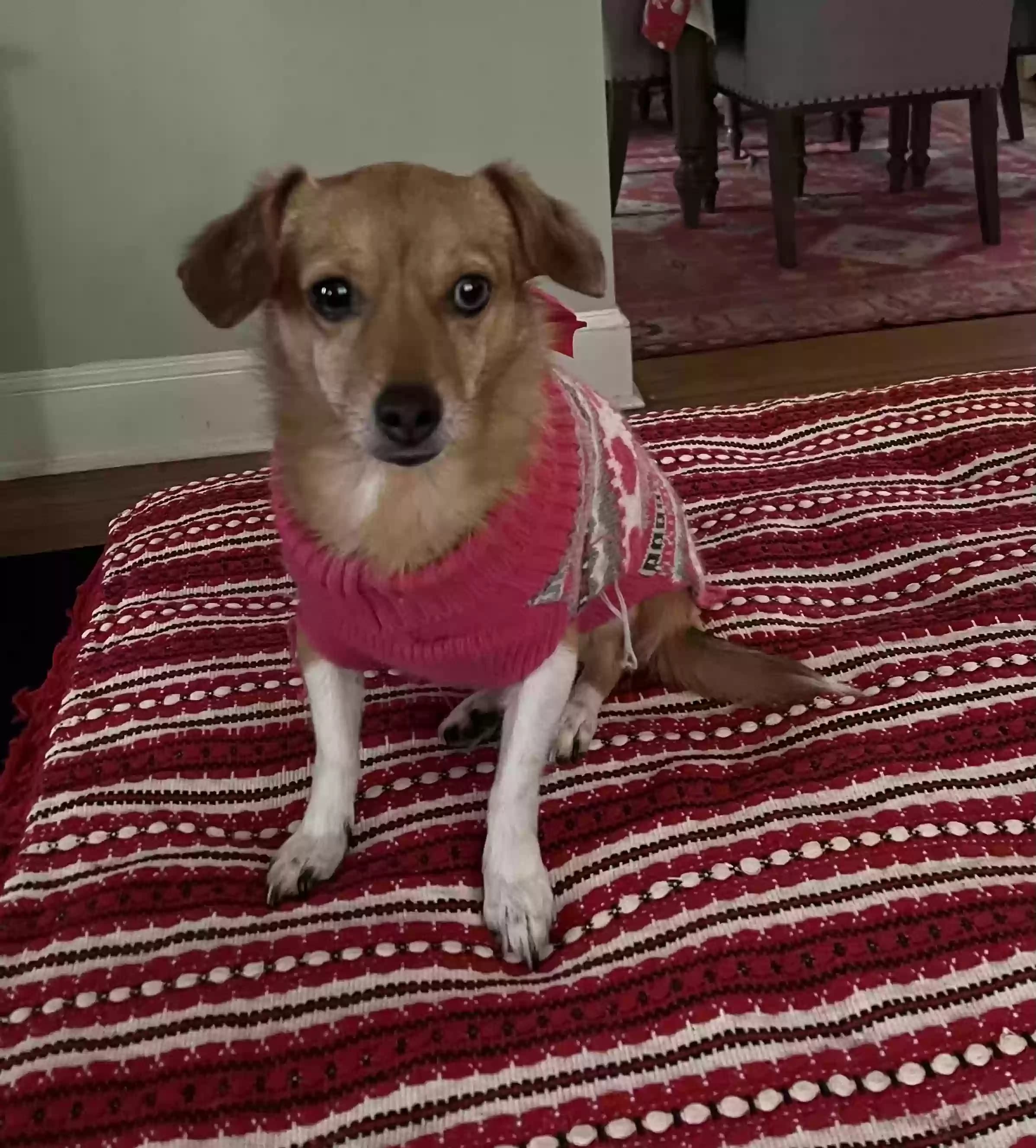 Gretel, back home in Pennsylvania