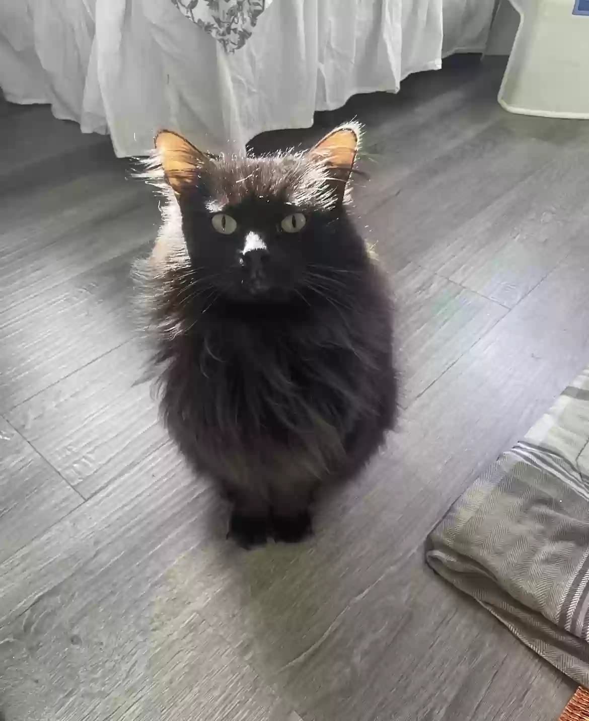 Simba, back home in Michigan