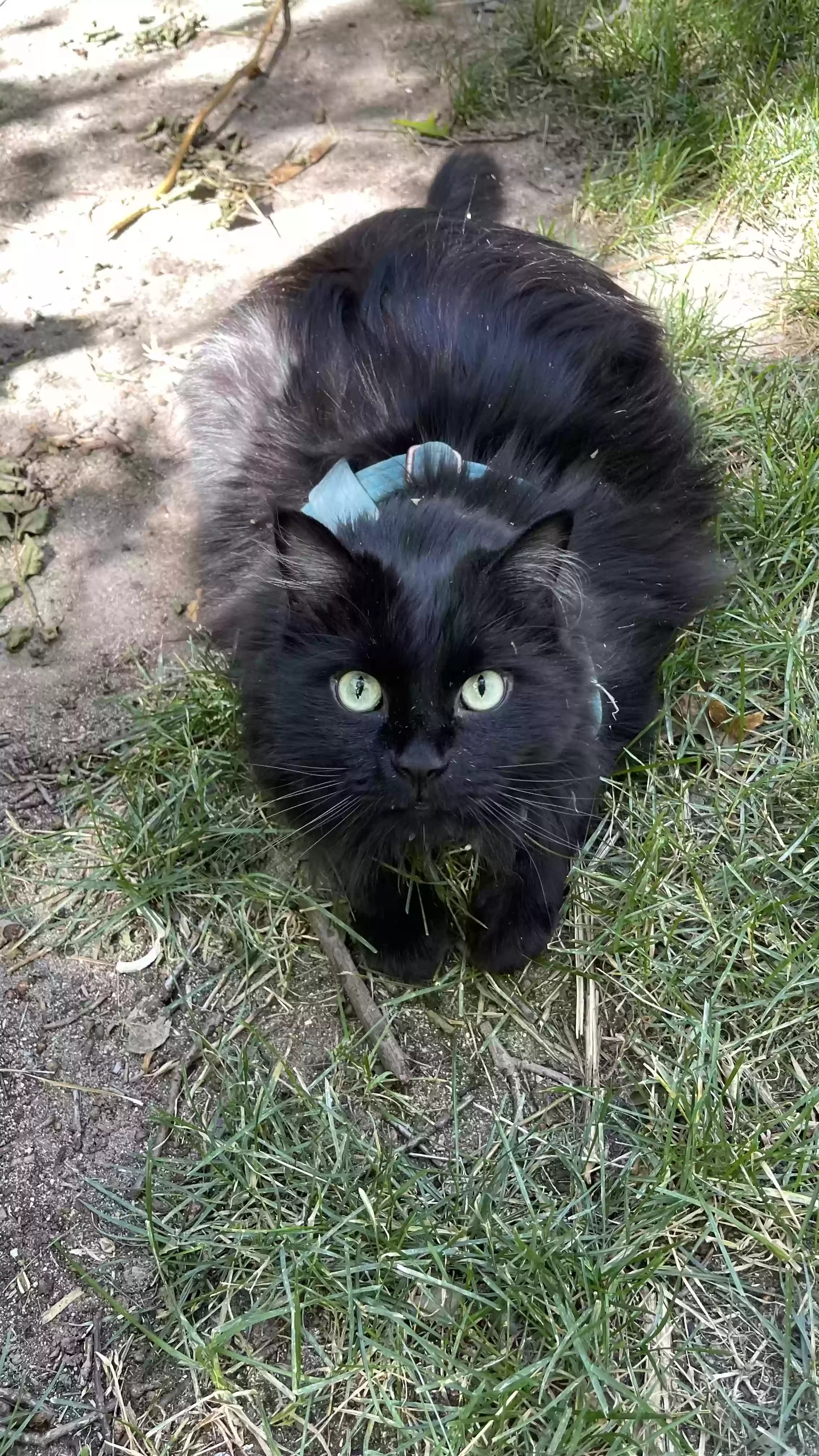 Barnabas, back home in Utah