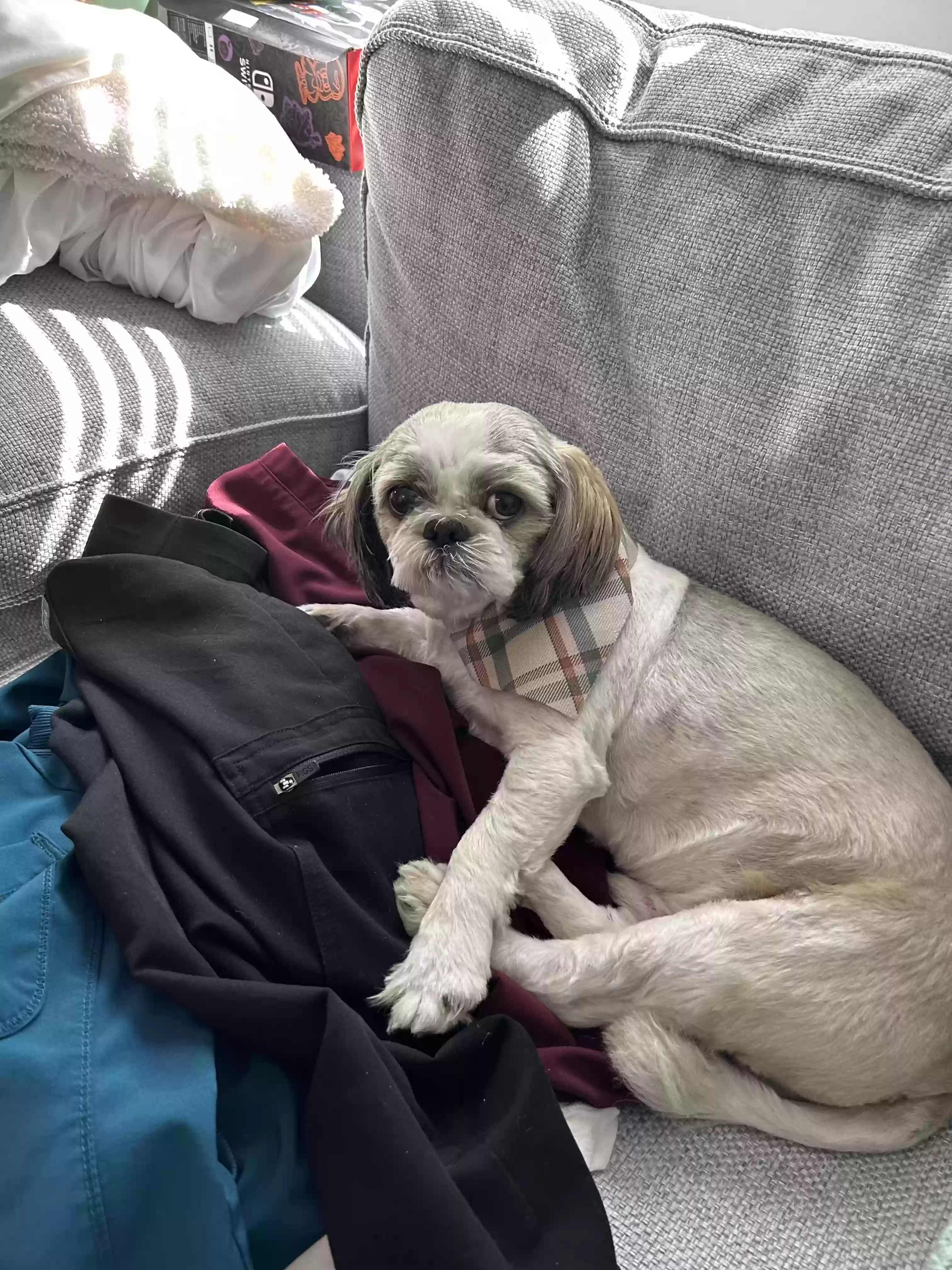 Simba, back home in California