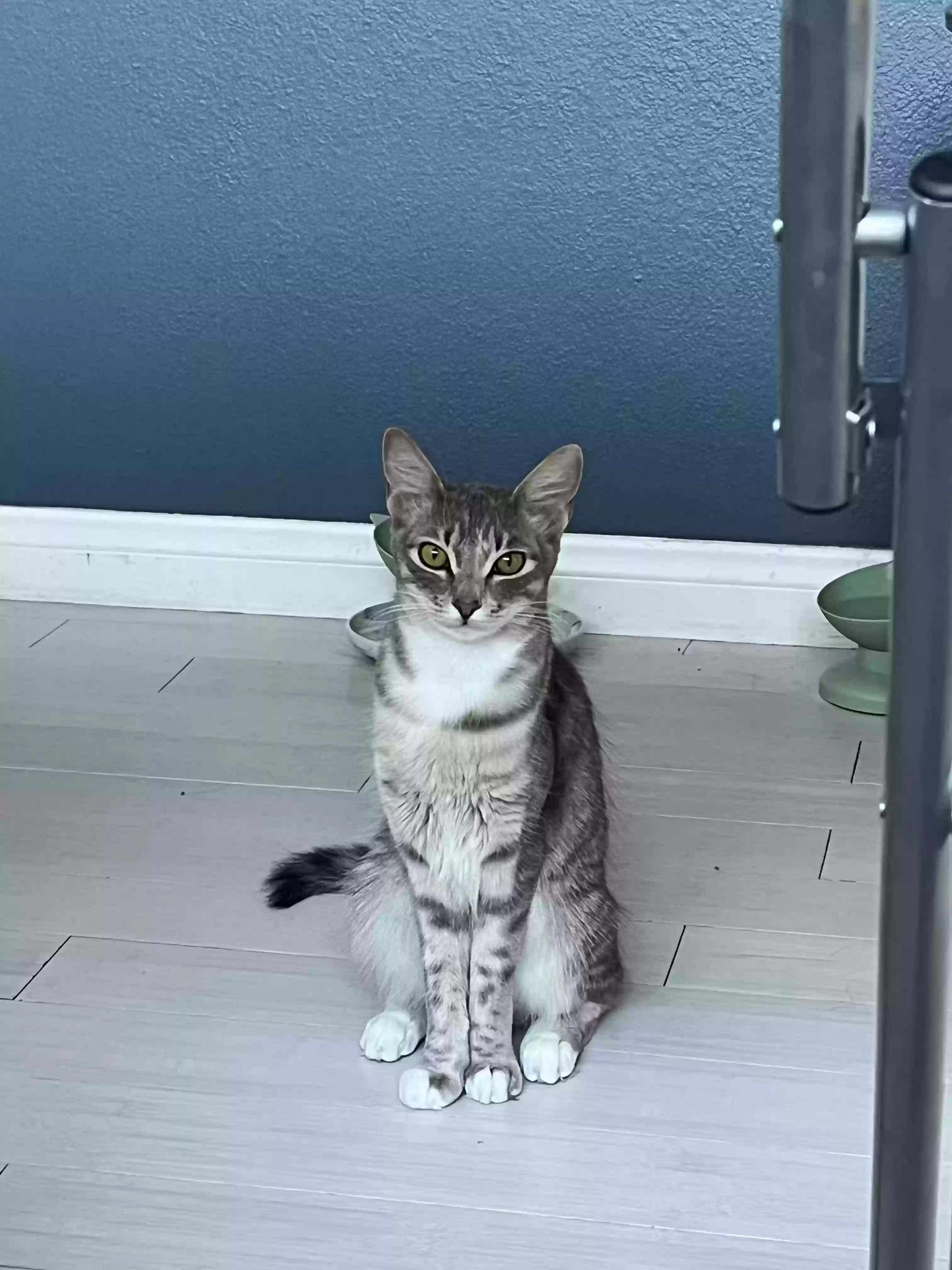 Cyrus, back home in California