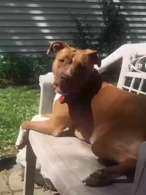 Lolli/Lollipop, back home in Kansas