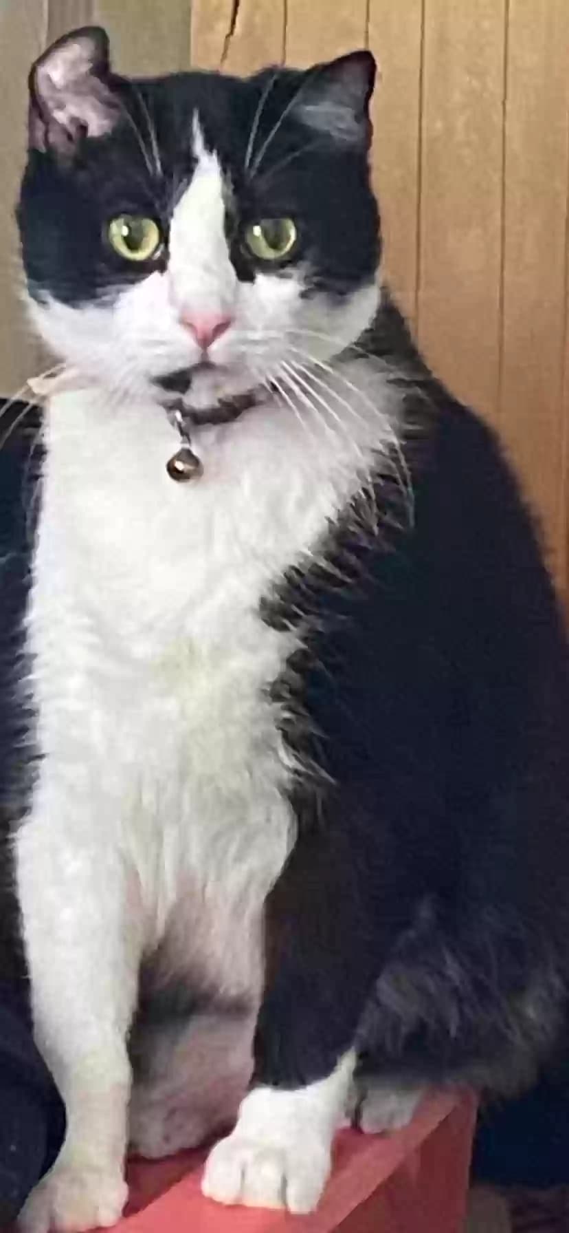 Dweezil, back home in Indiana