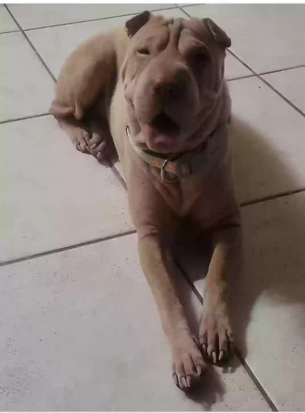Vanilla, back home in California