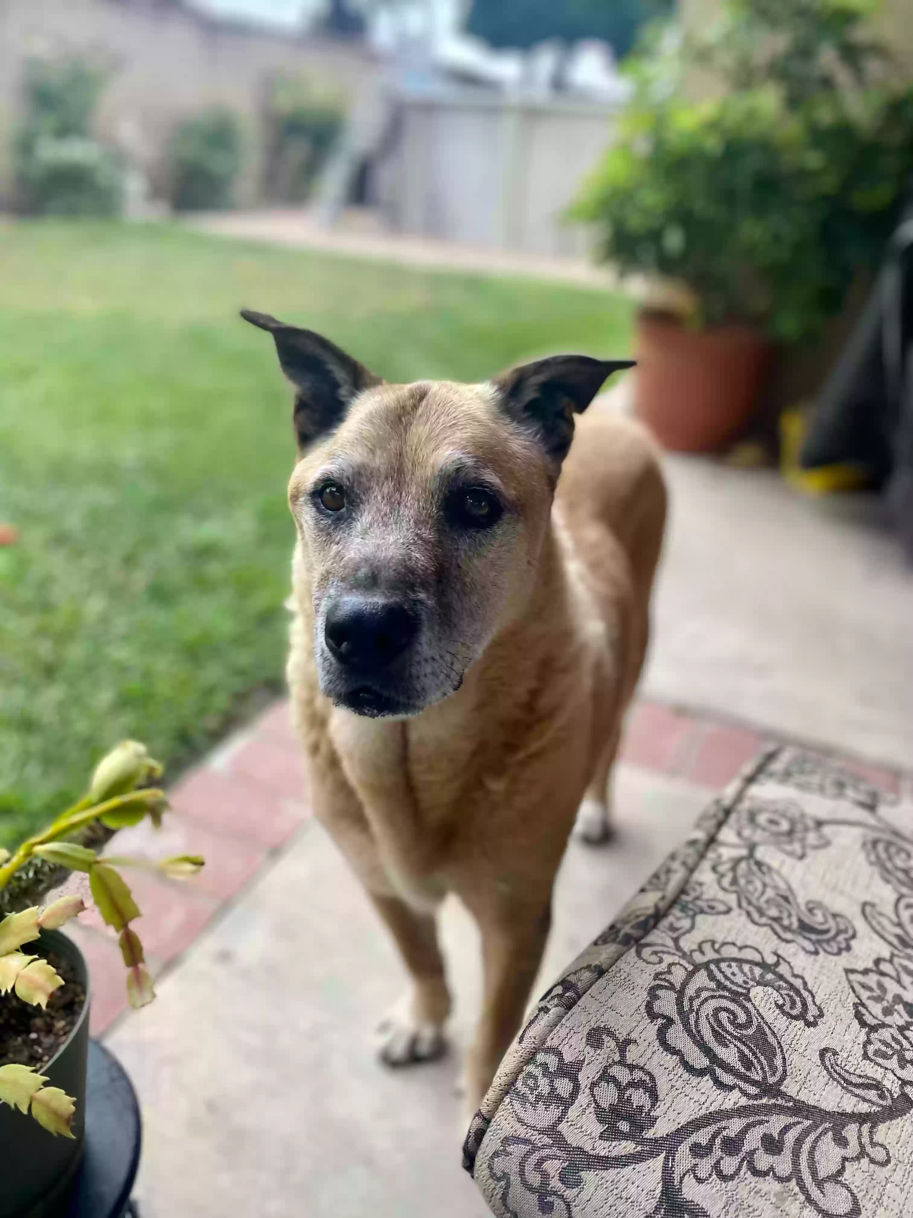 Koda, back home in California