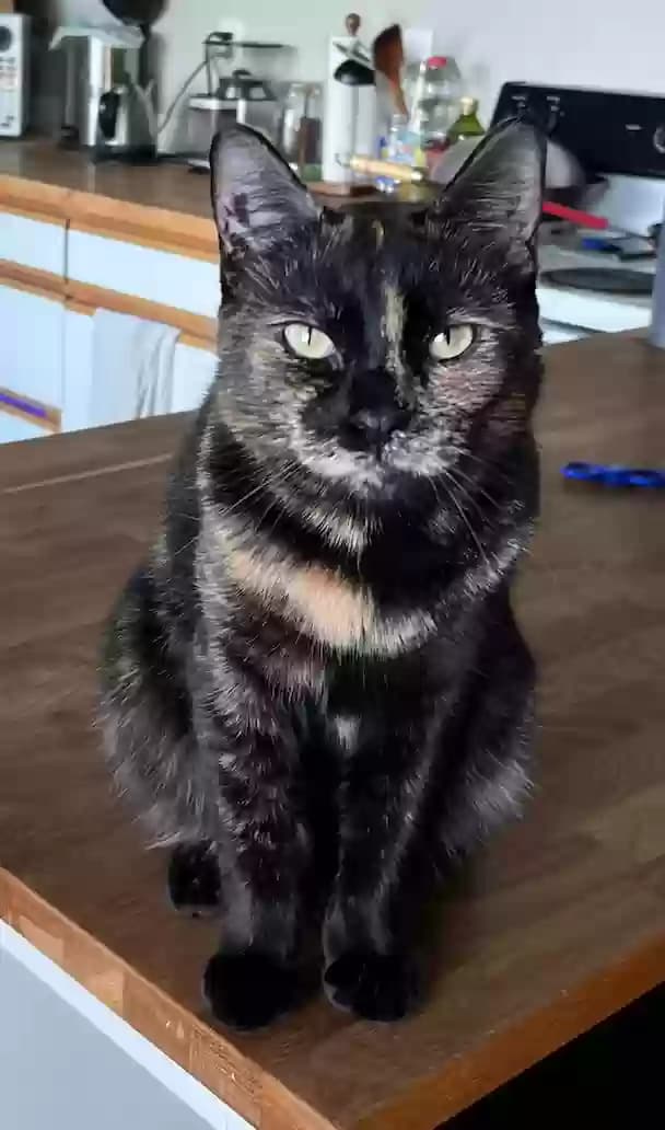 Gigi, back home in Washington