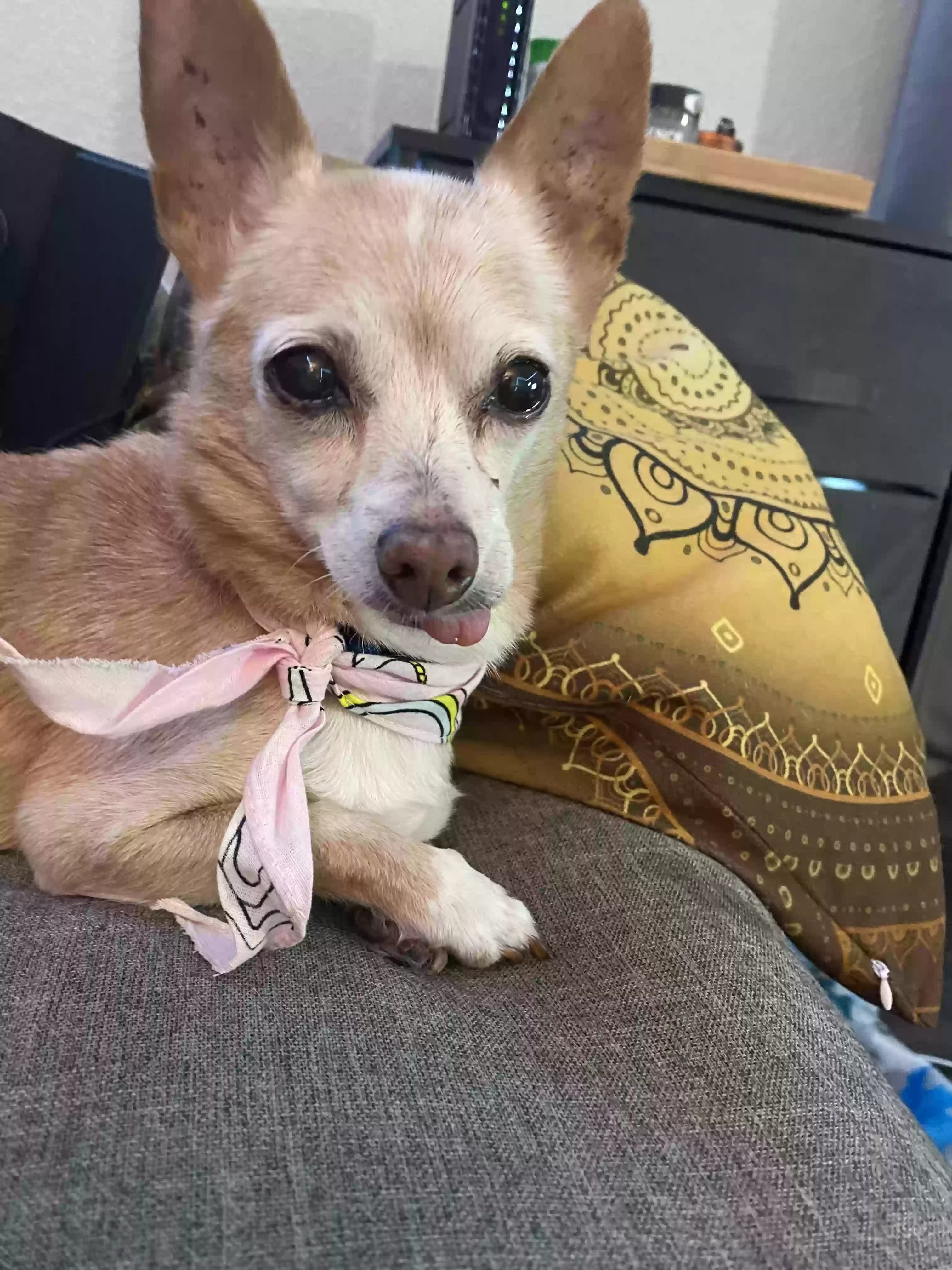 Ginger, back home in Arizona