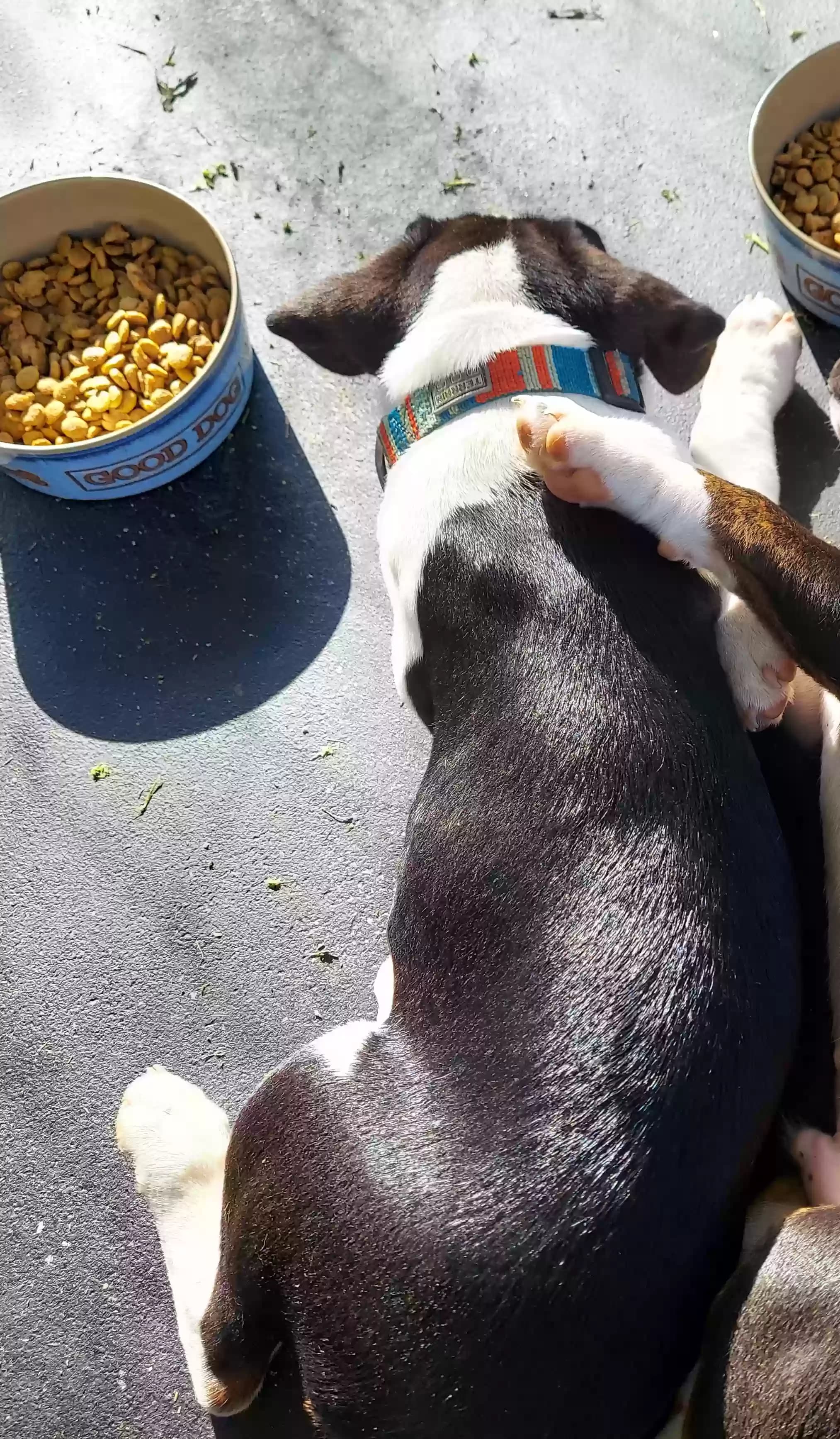 Rascal, back home in Illinois