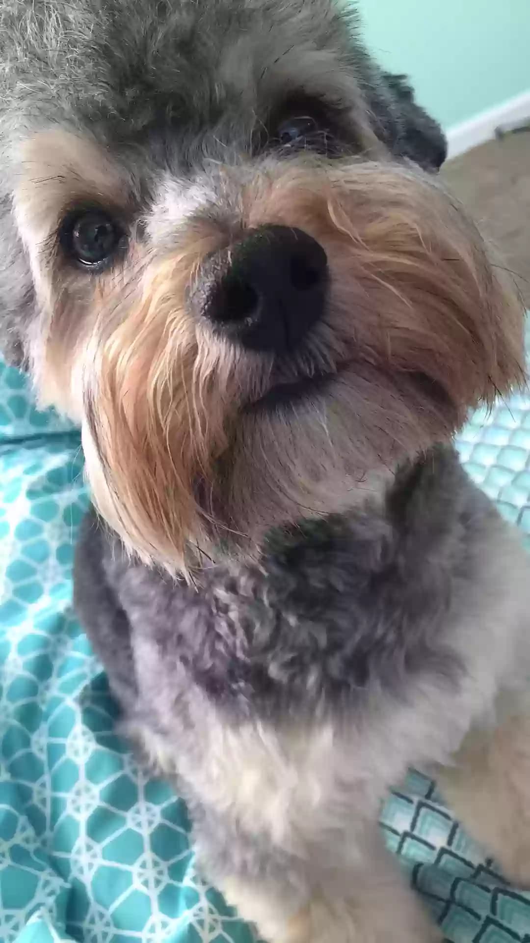 Sadie, back home in North Carolina