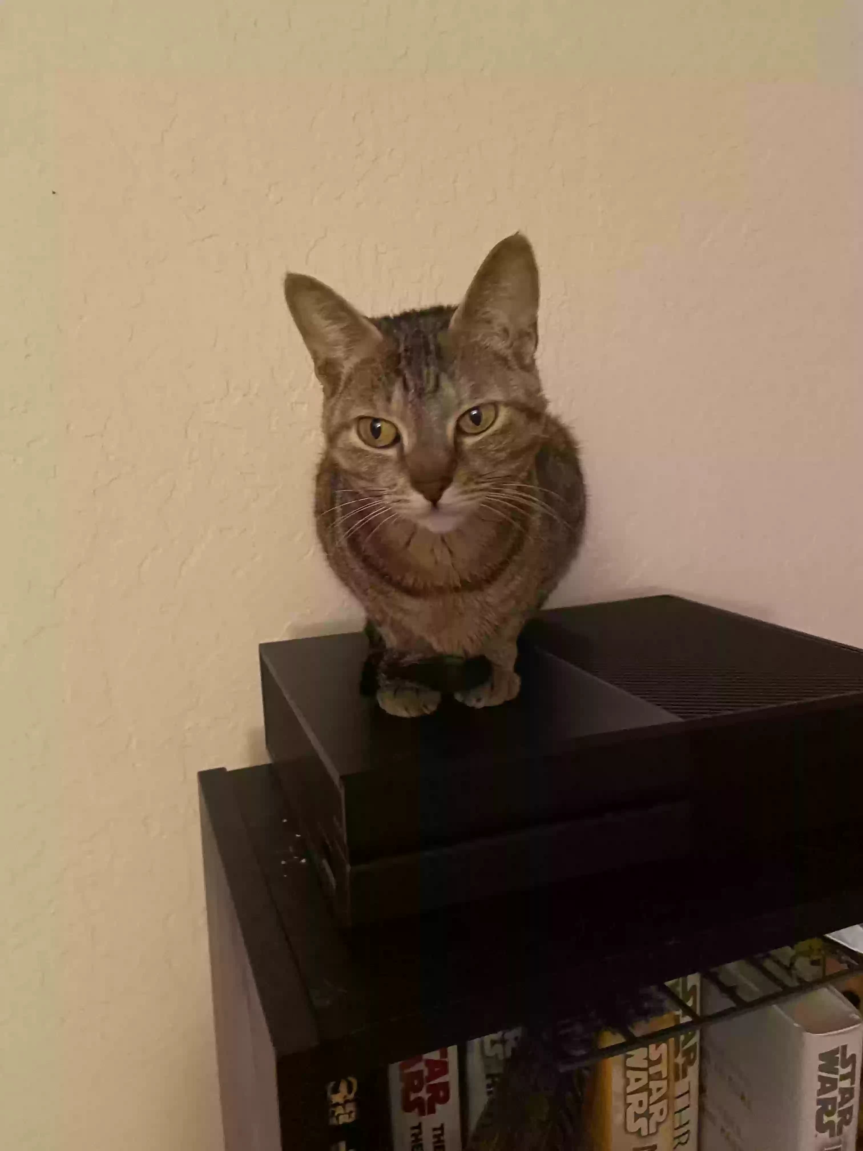 Artemis, back home in California