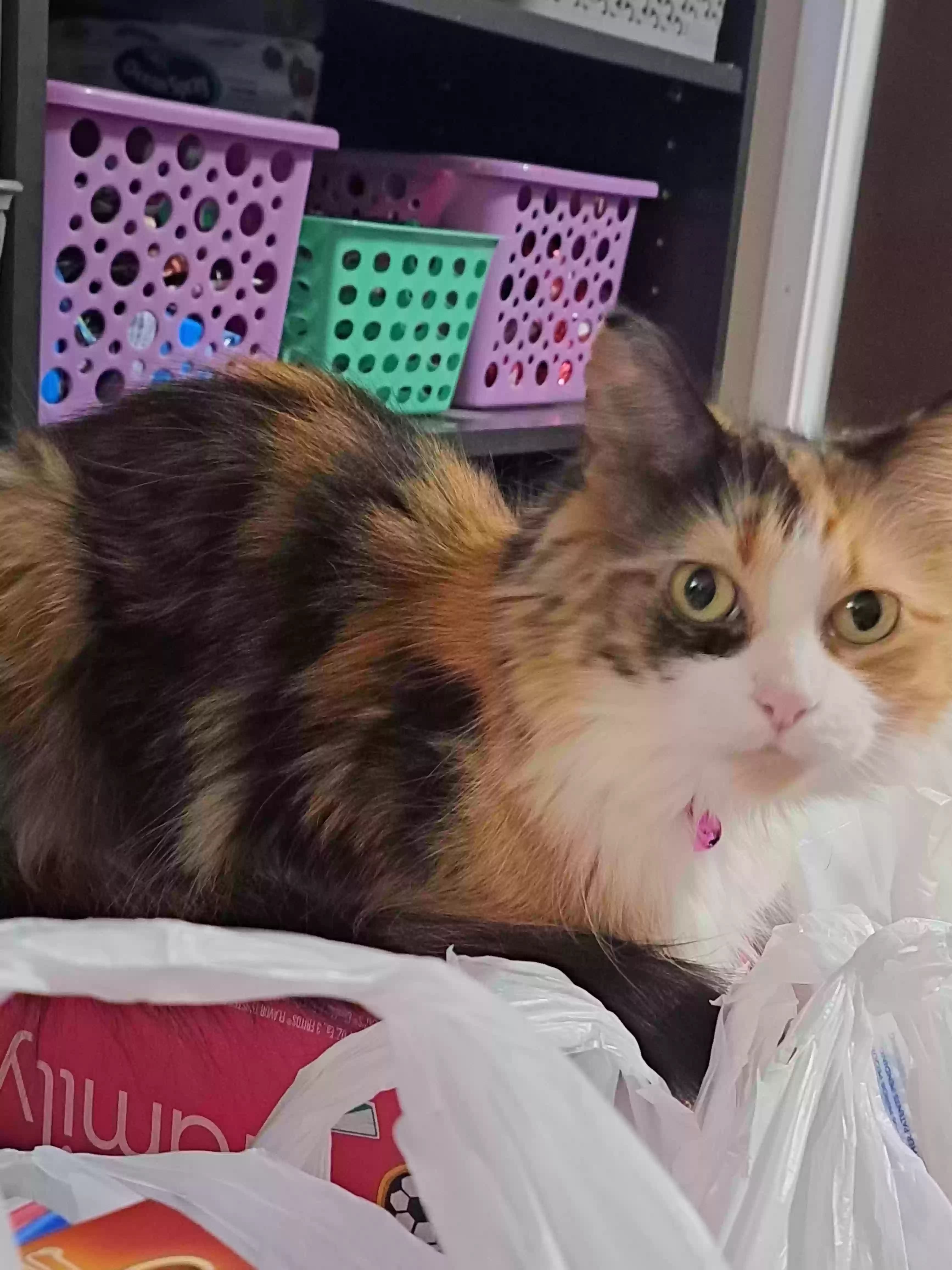 Sylvanas (Sylvie), back home in Michigan