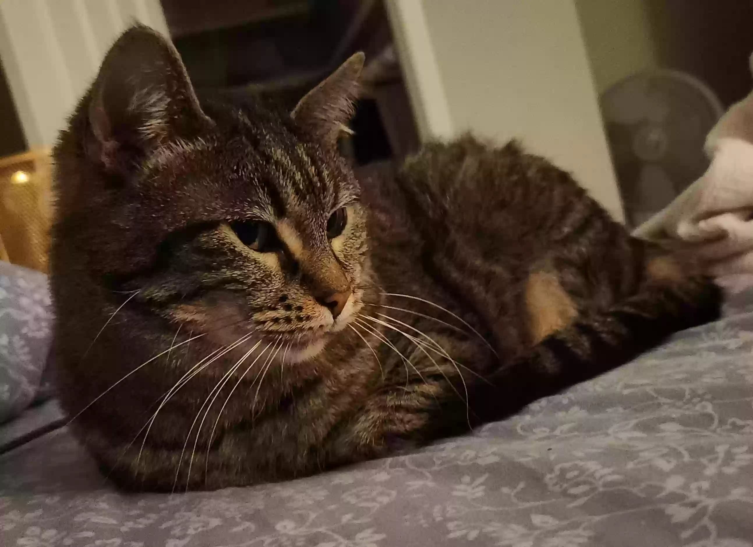 Olive "Miss Kitty", back home in Missouri