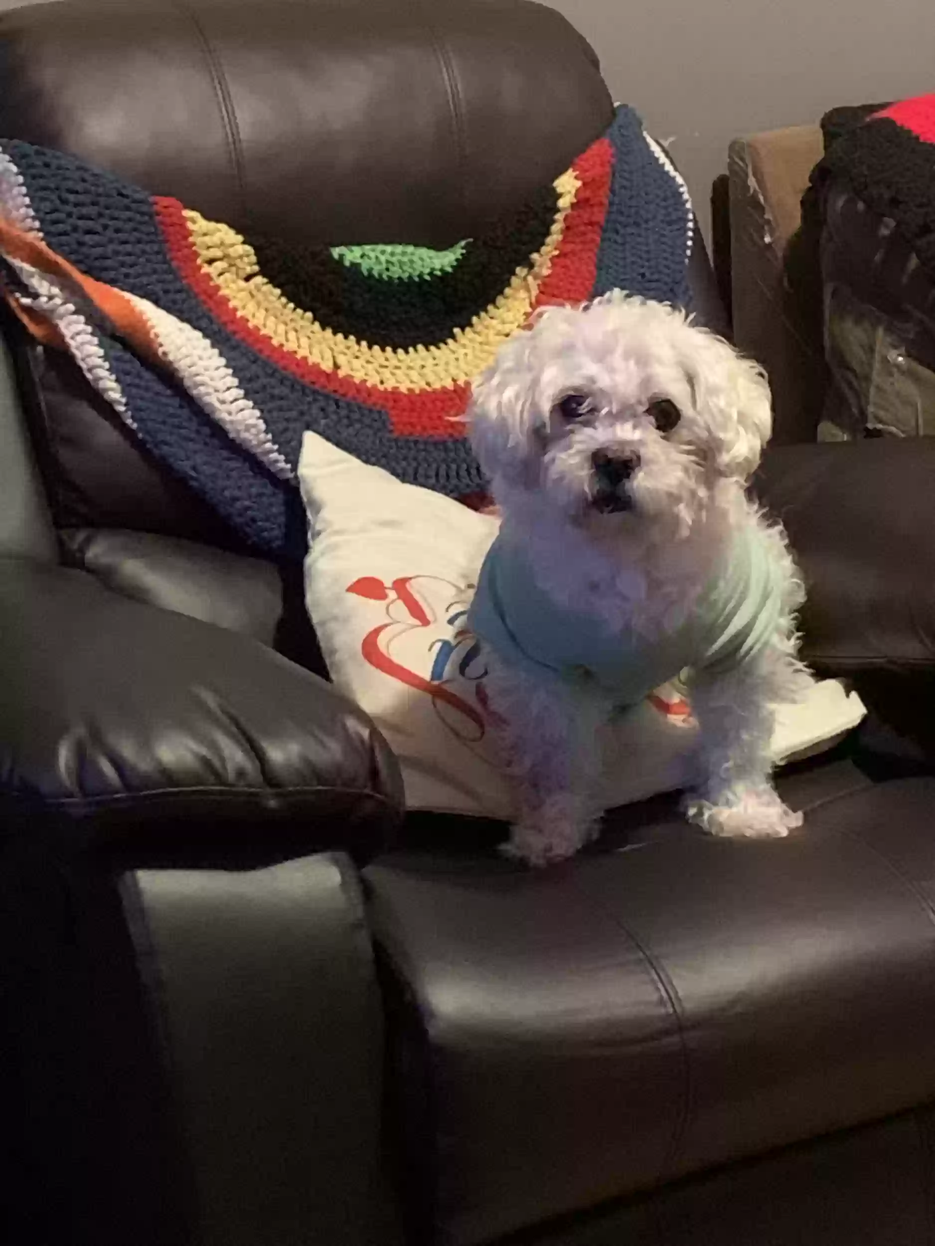 Fluffy, back home in Illinois