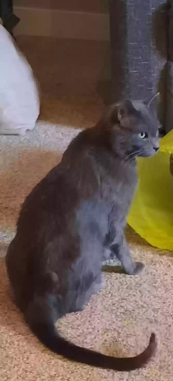 Anubis, back home in Utah