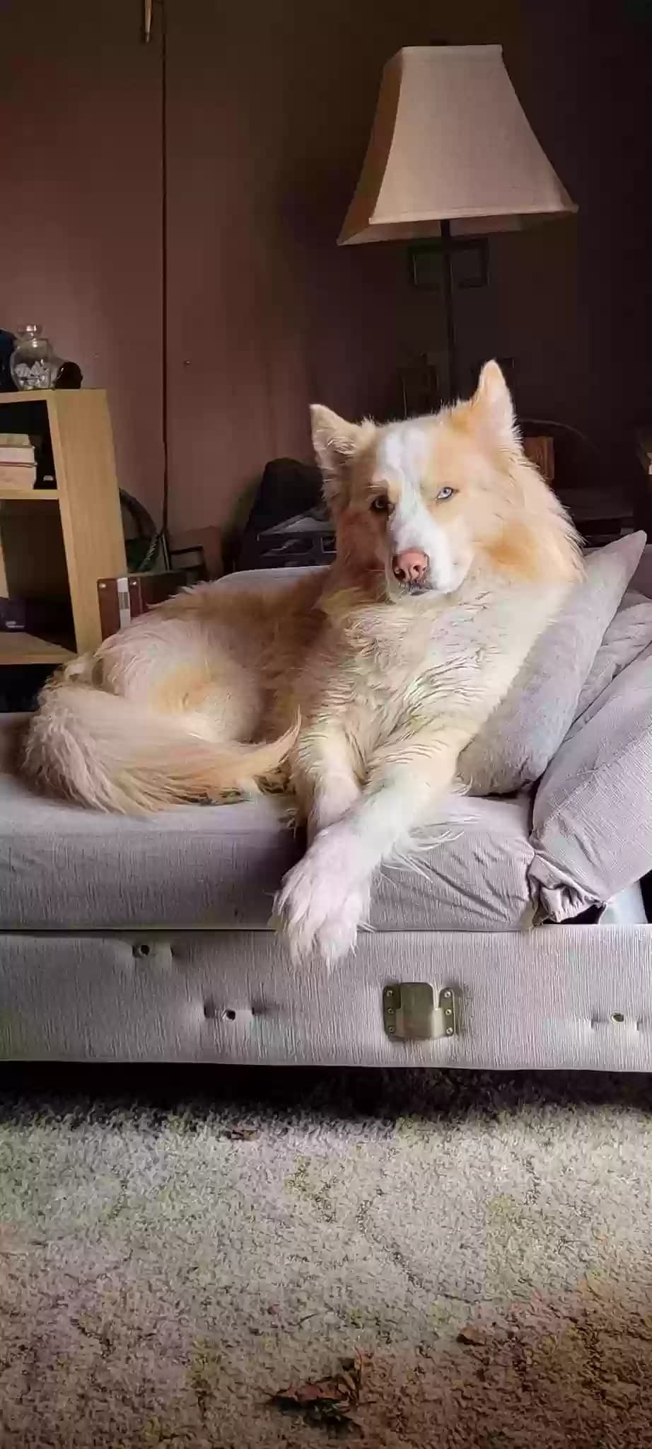 Nero, back home in New Jersey