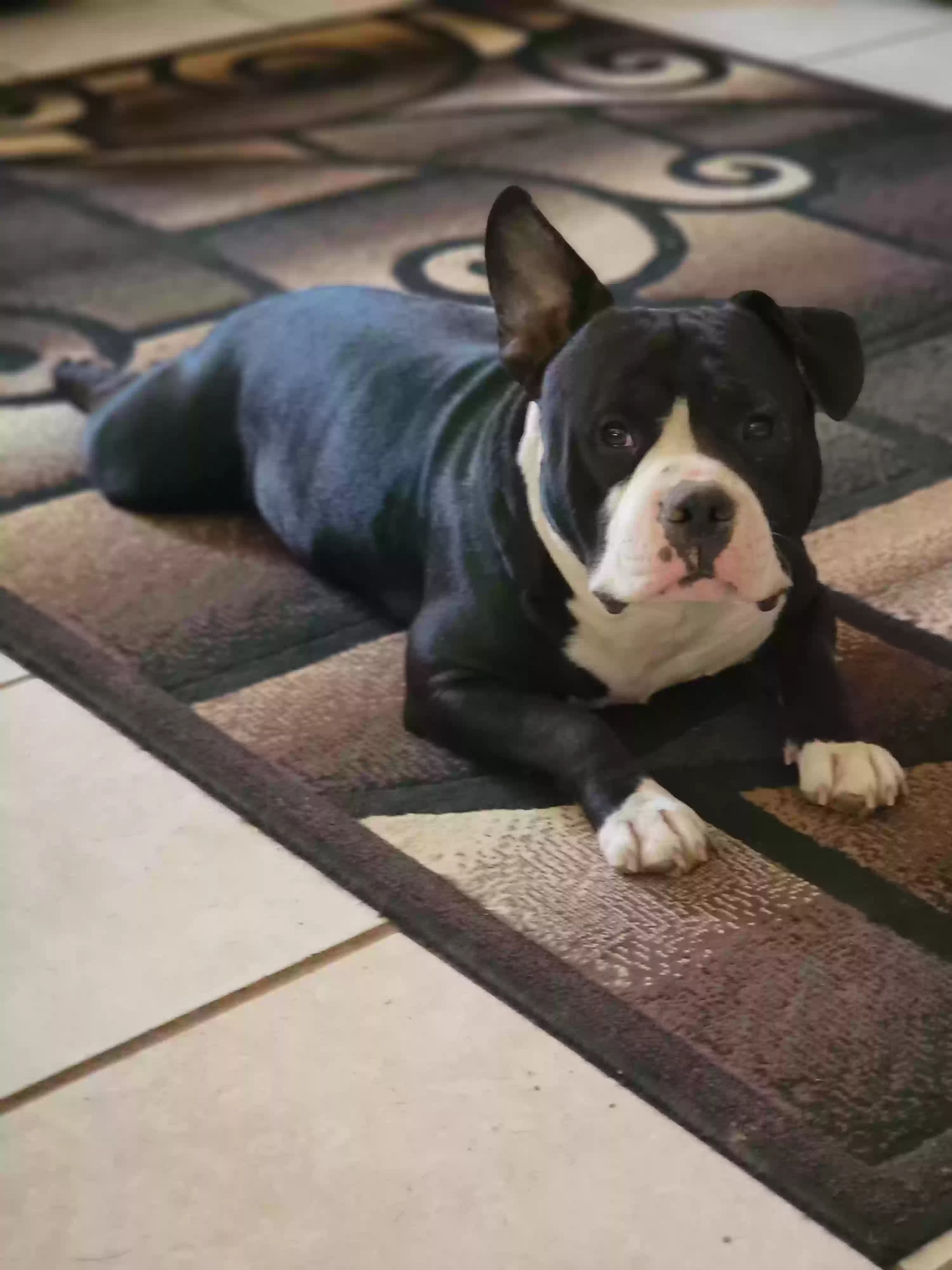 Django, back home in New Mexico